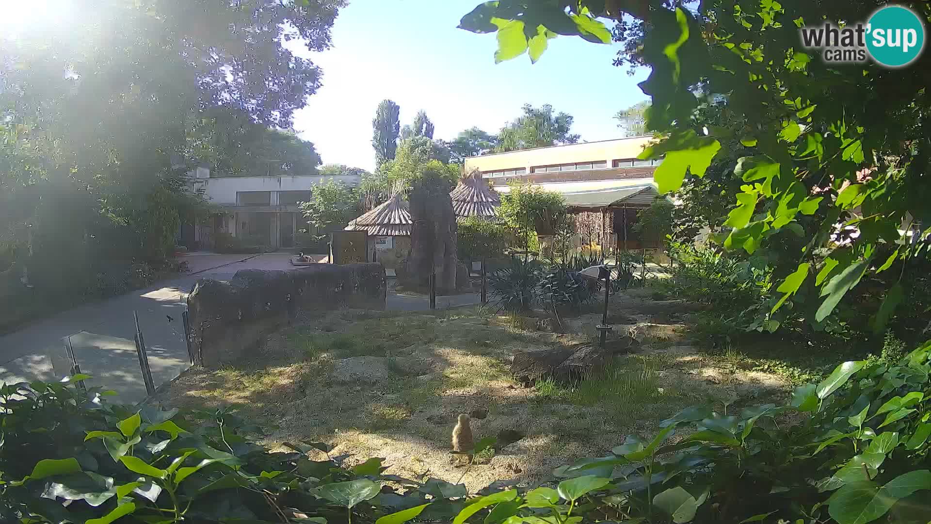 Zoo Zagreb – Suricata