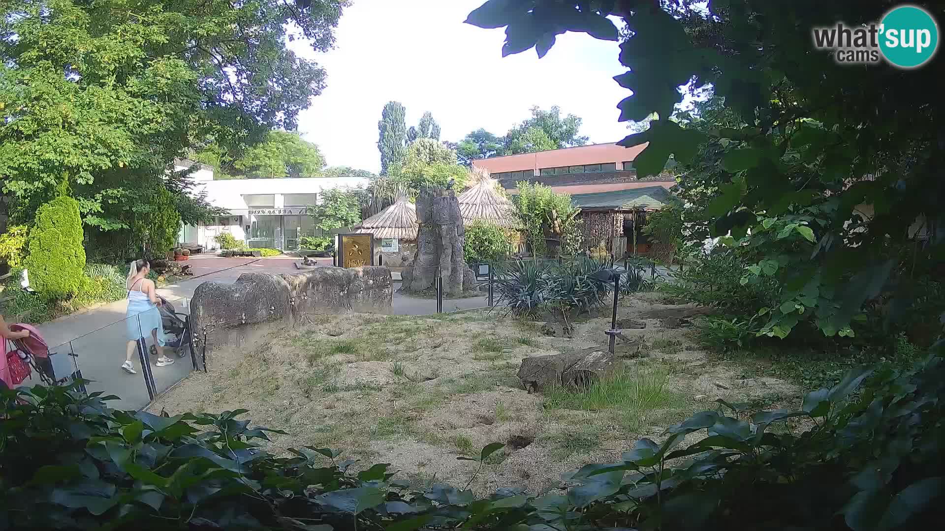 Zoo Zagreb – Suricate