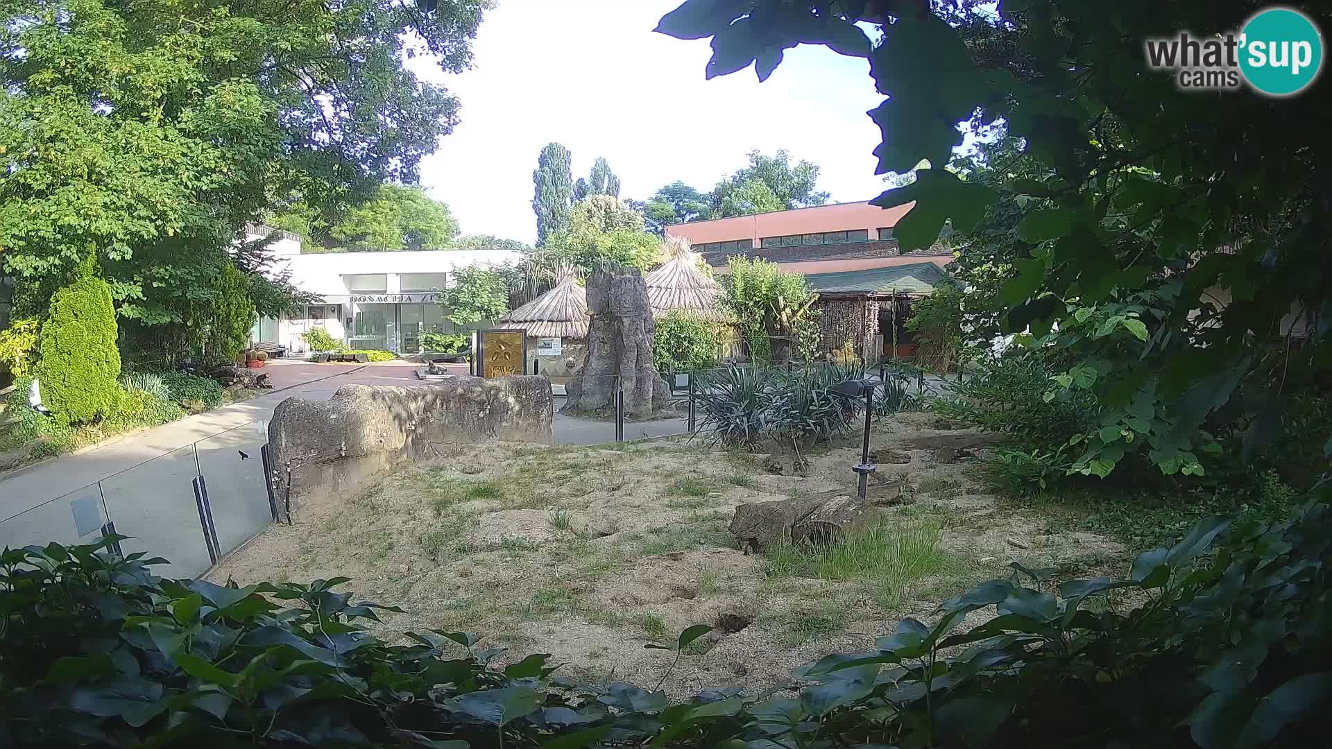 Zoo Zagreb – Meerkat (Suricate)