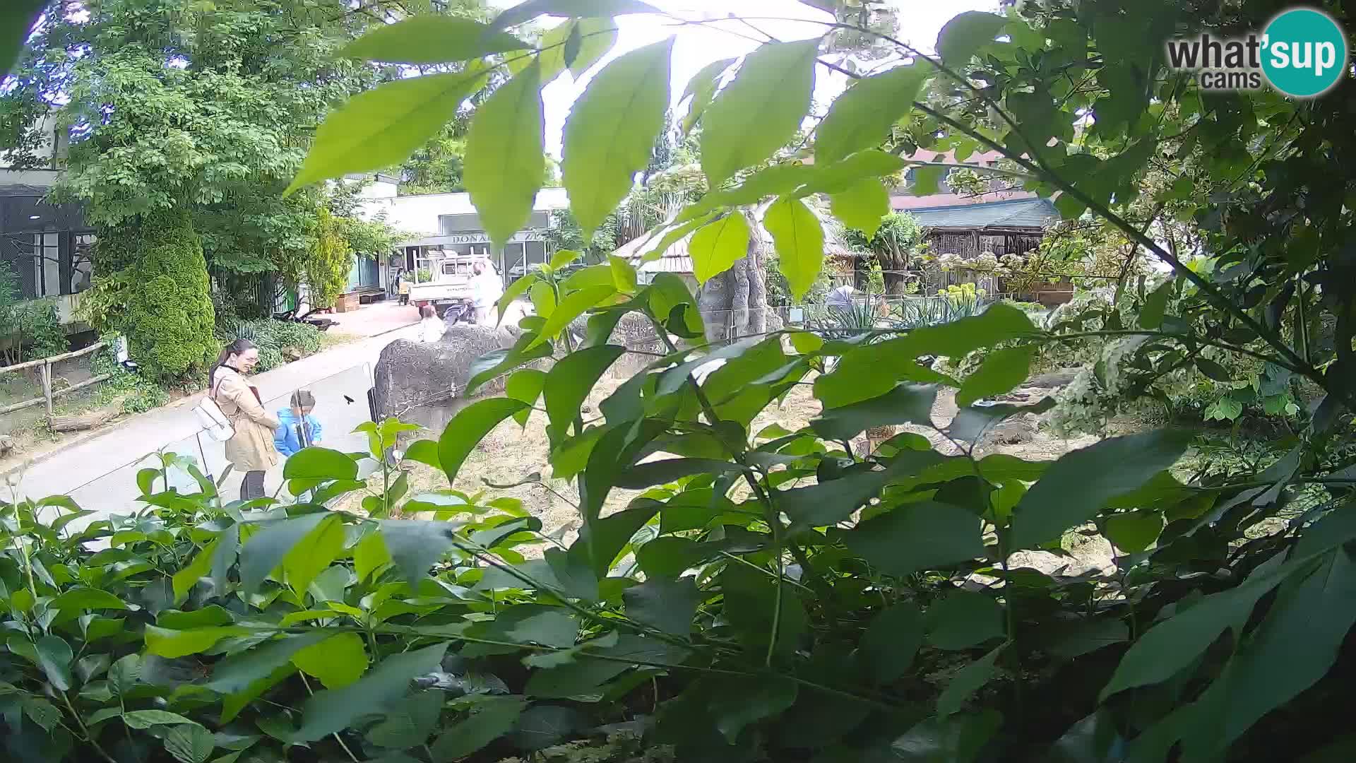 Zoo Zagreb – Surikate