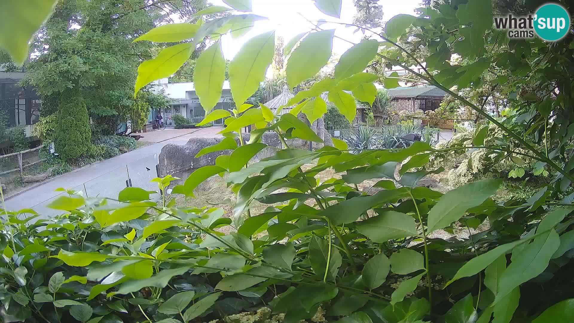Zoo Zagreb – Merkat