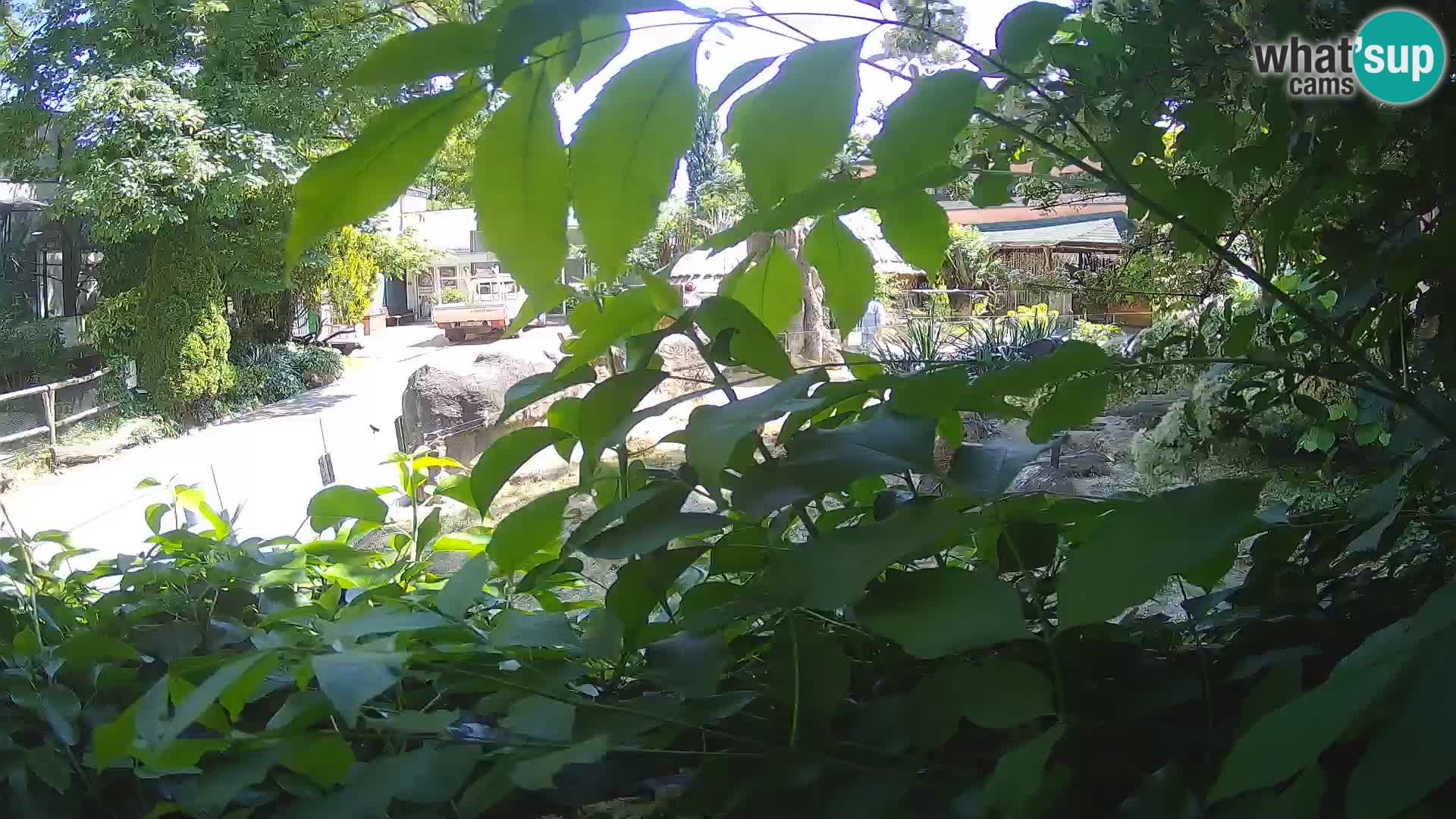 Zoo Zagreb – Meerkat (Suricate)