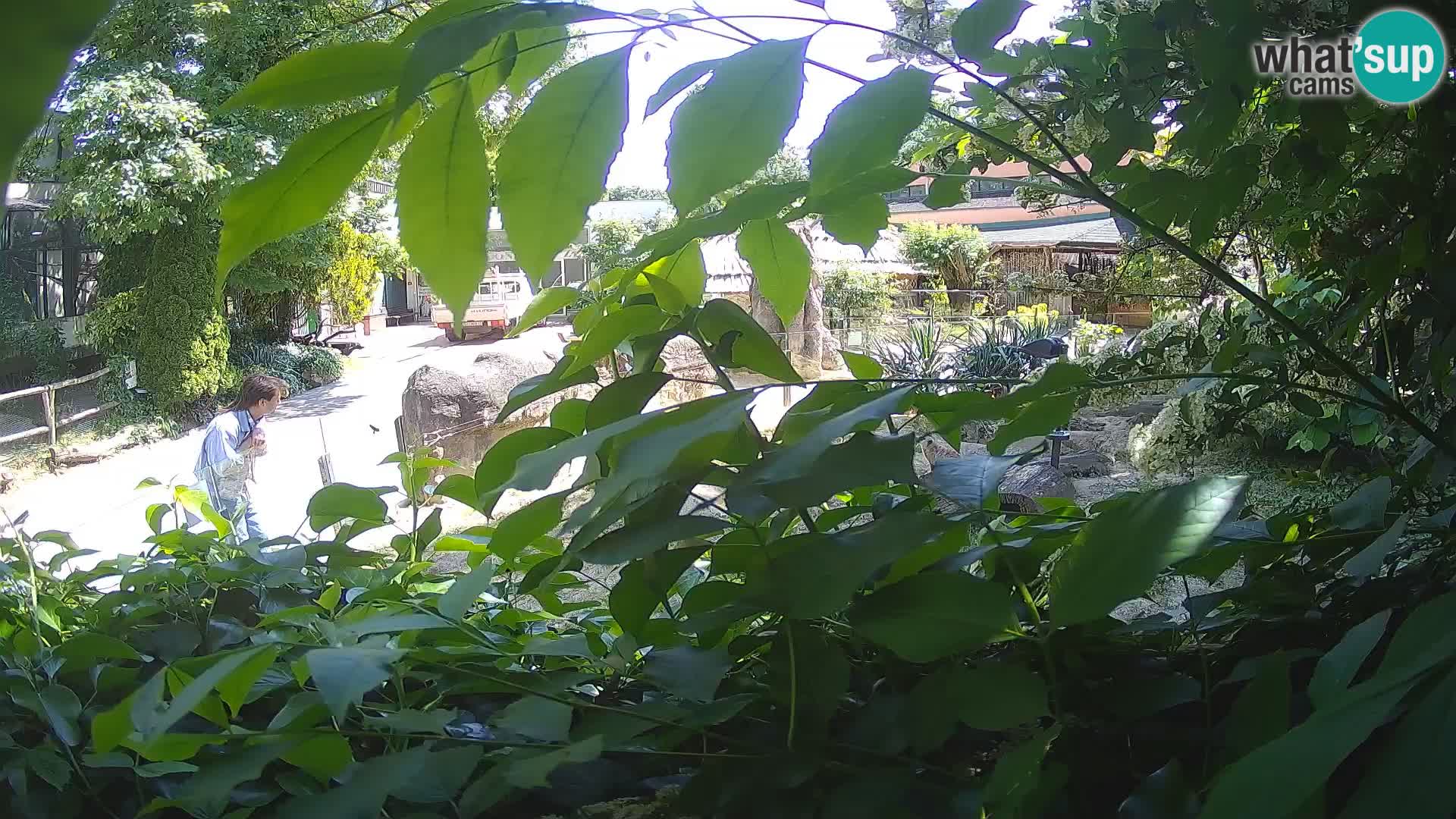 Zoo Zagreb – Surikate