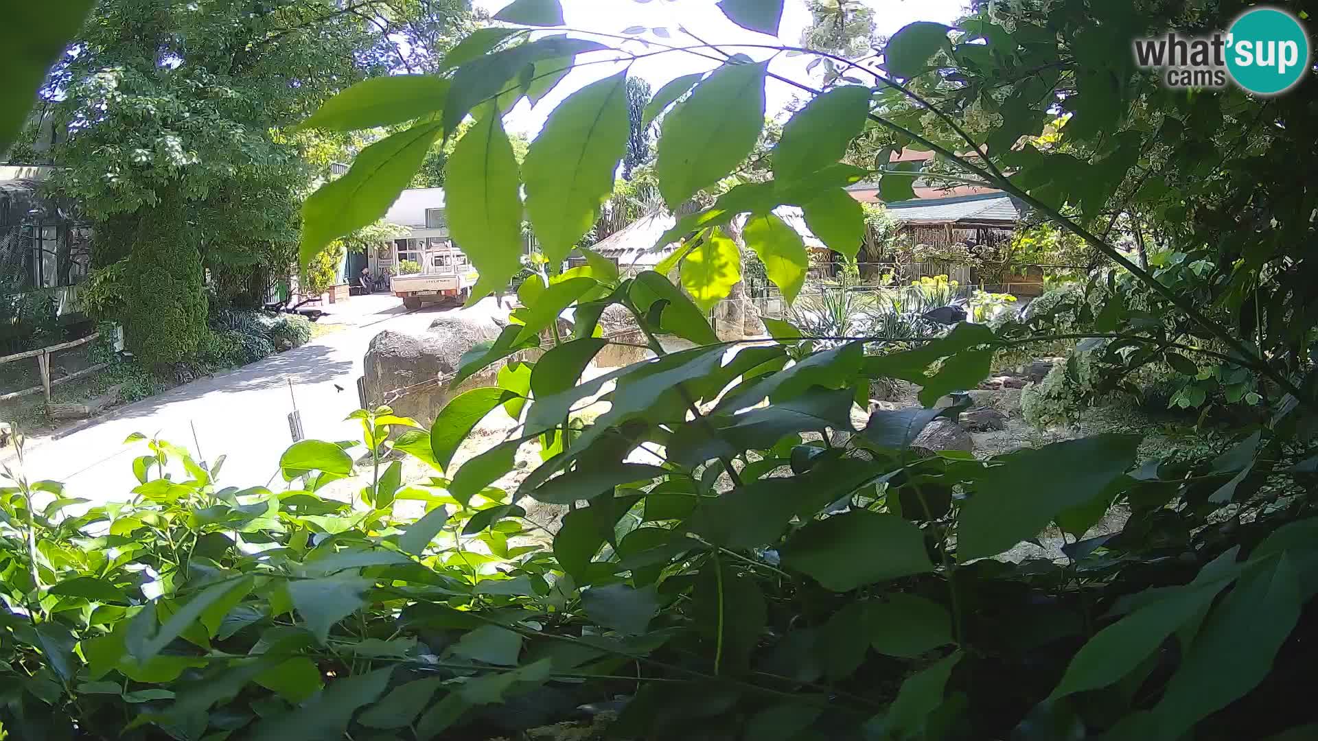 Zoo Zagreb – Merkat