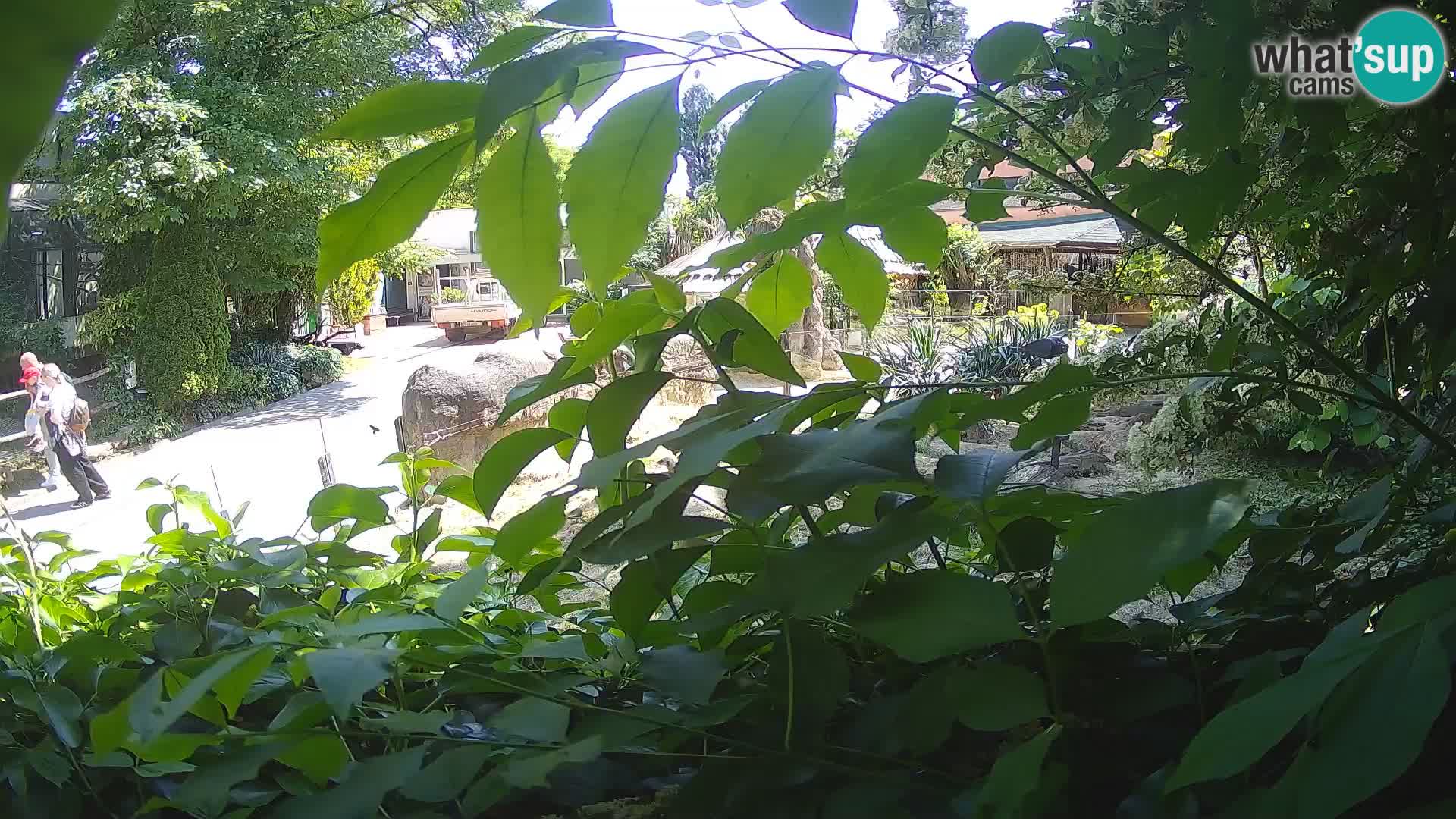 Zoo Zagreb – Suricata