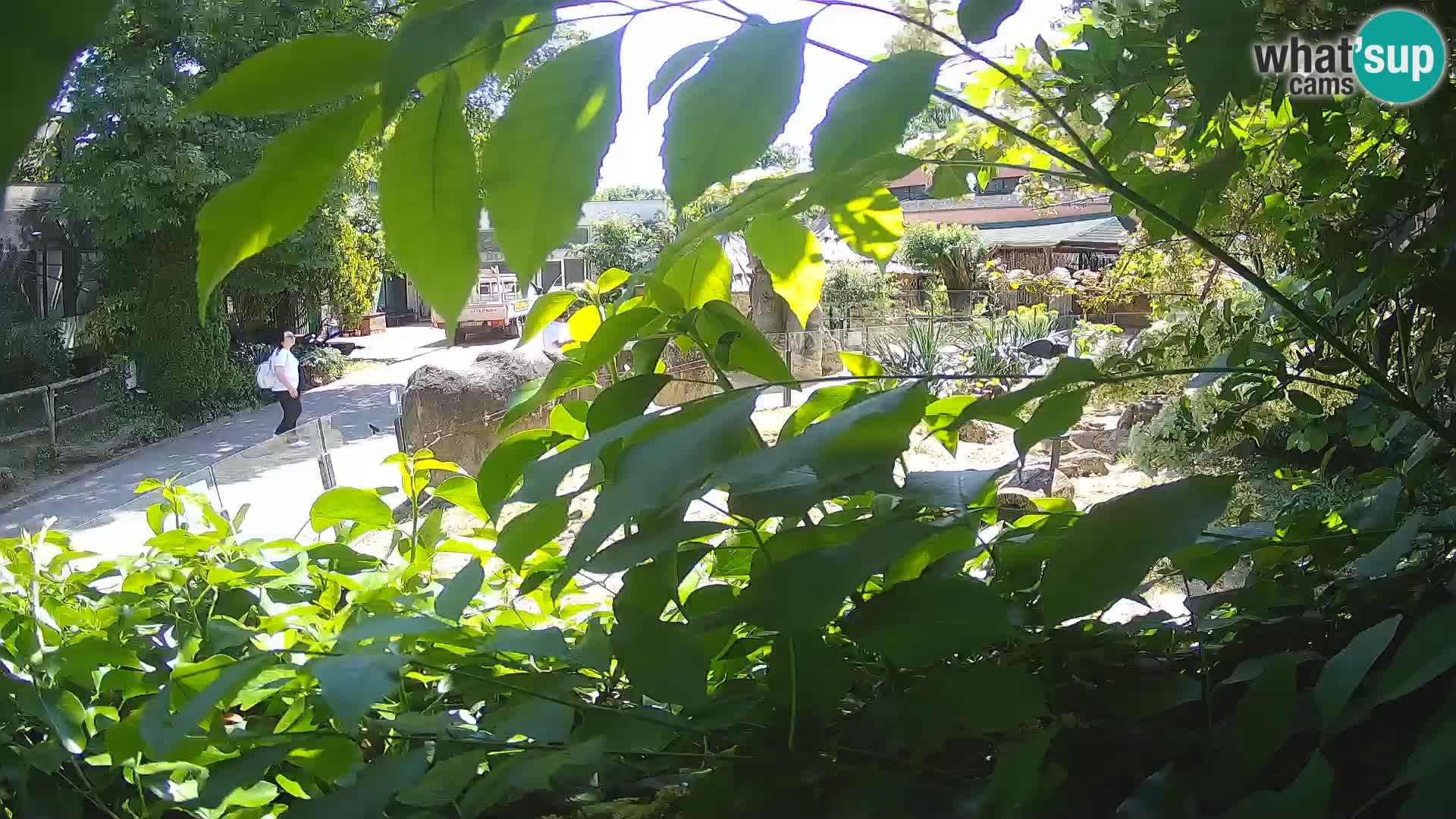 Zoo Zagreb – Merkat
