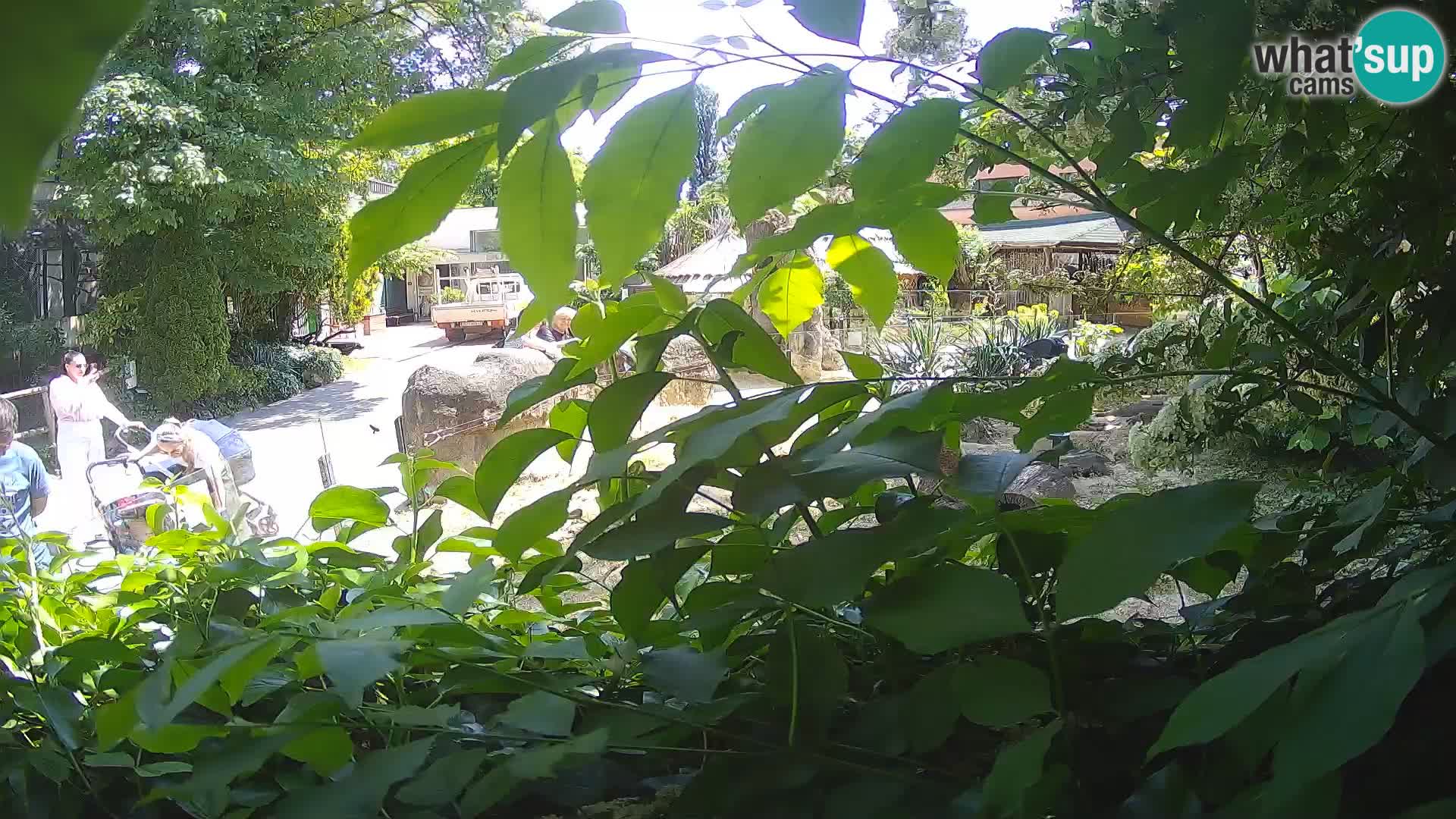 Zoo Zagreb – Surikate