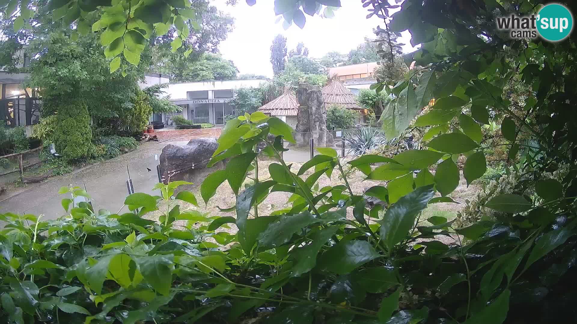 Zoo Zagreb – Suricate