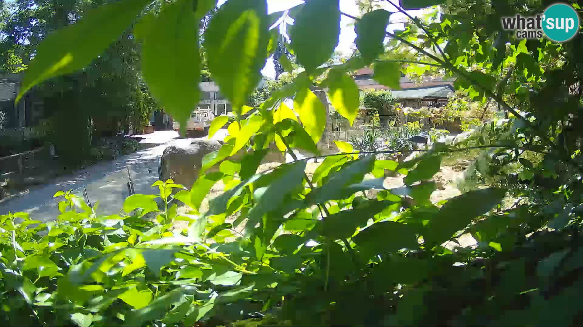 Zoo Zagreb – Suricata