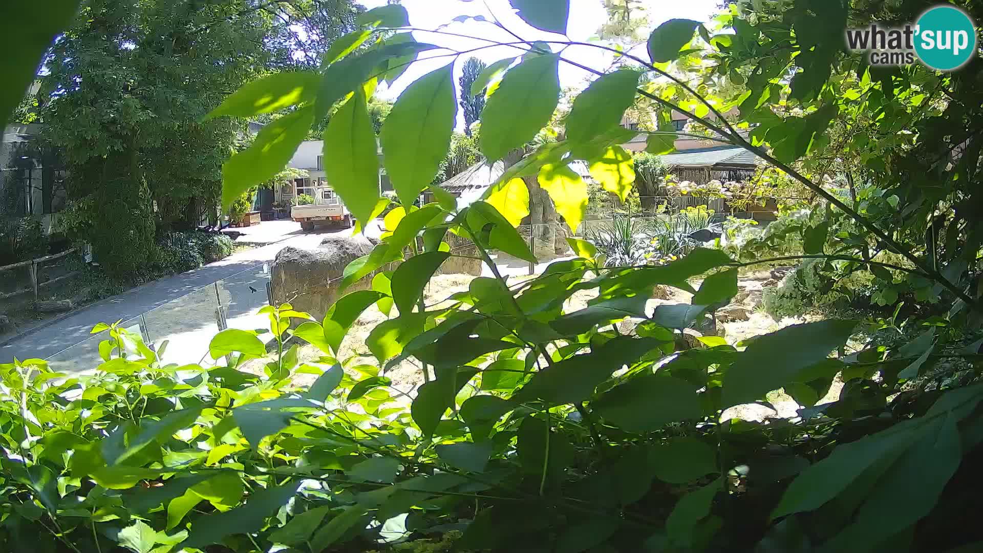 Zoo Zagreb – Surikate
