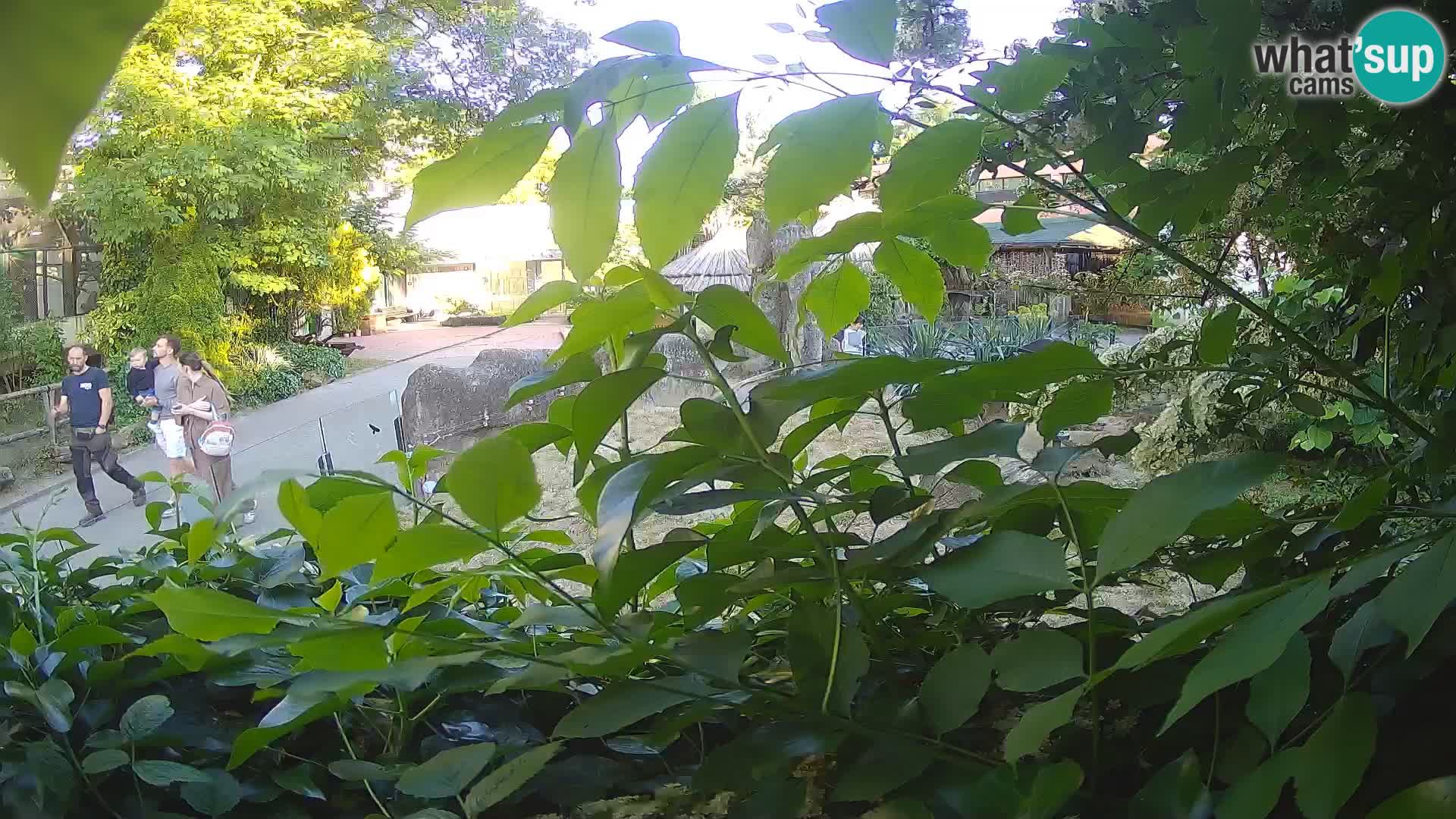 Zoo Zagreb – Erdmännchen