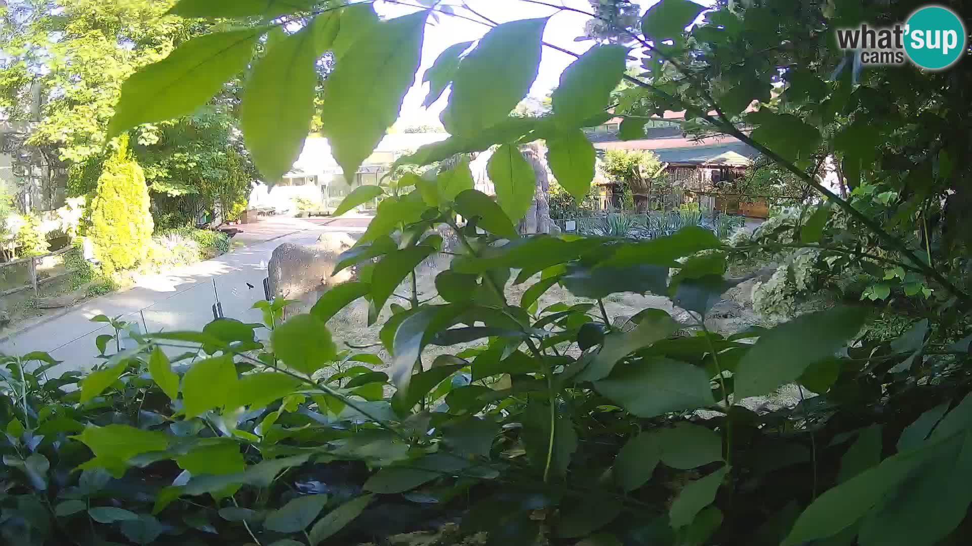 Zoo Zagreb – Erdmännchen
