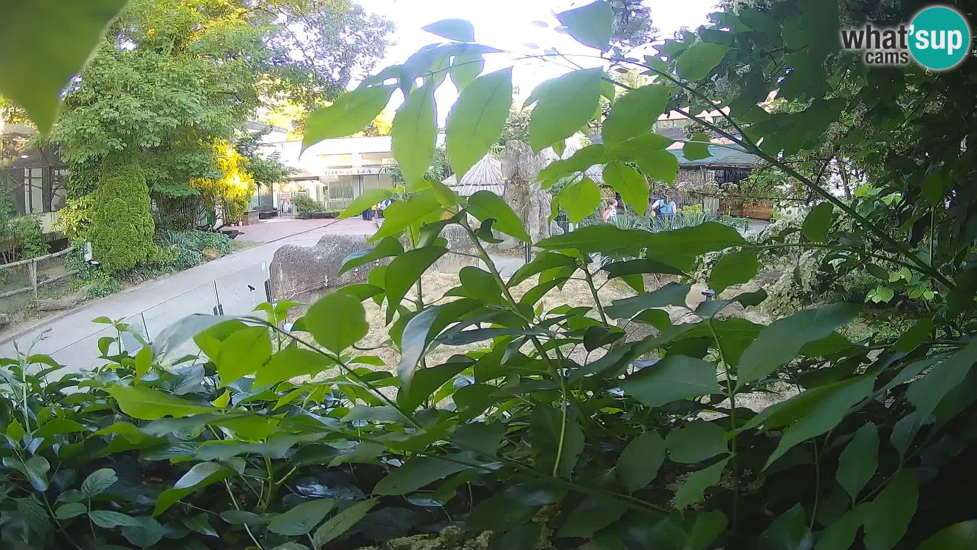 Zoo Zagreb – Surikate