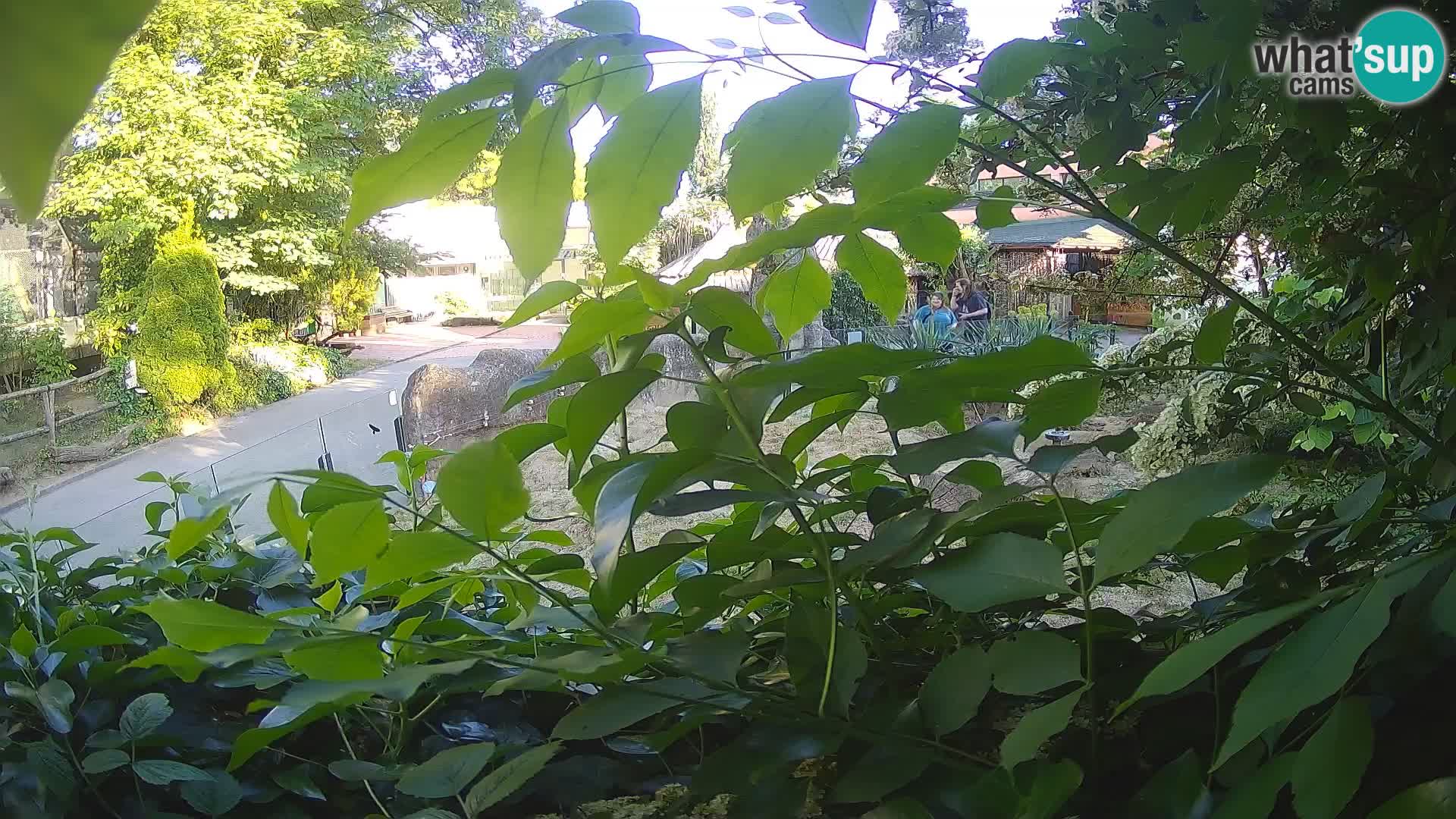Zoo Zagreb – Erdmännchen