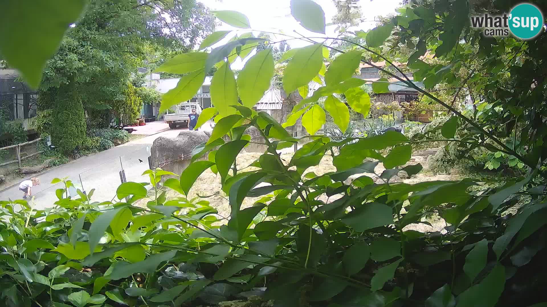Zoo Zagreb – Merkat
