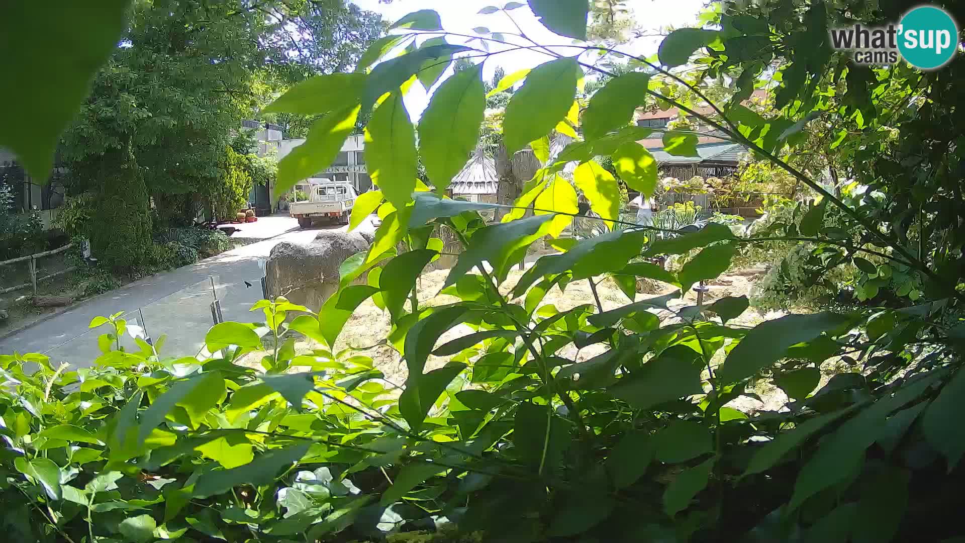 Zoo Zagreb – Erdmännchen