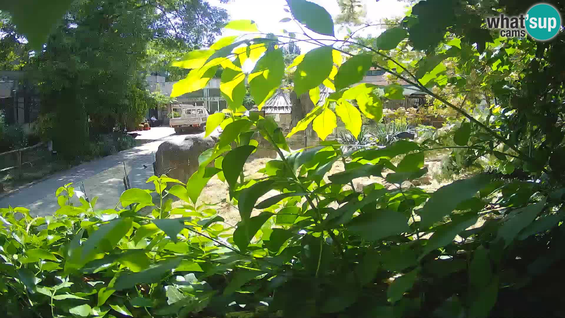 Zoo Zagreb – Erdmännchen