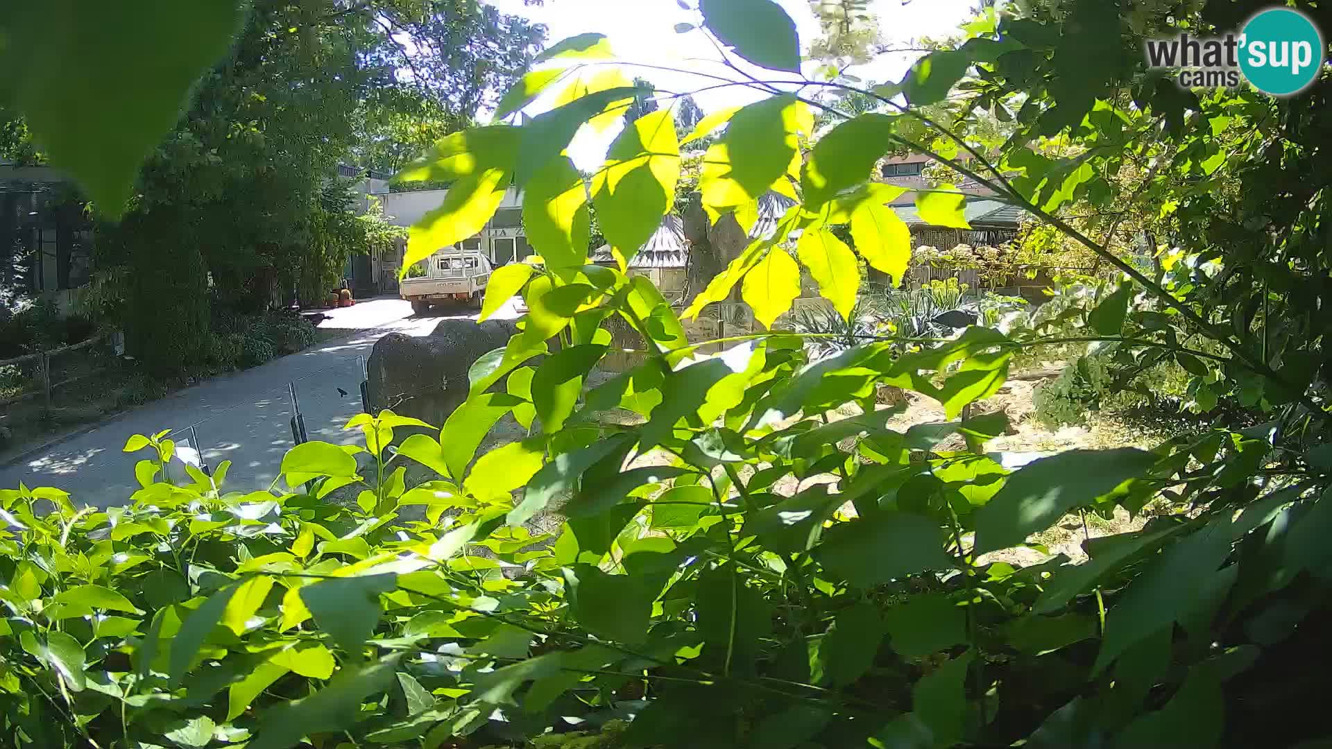 Zoo Zagreb – Erdmännchen