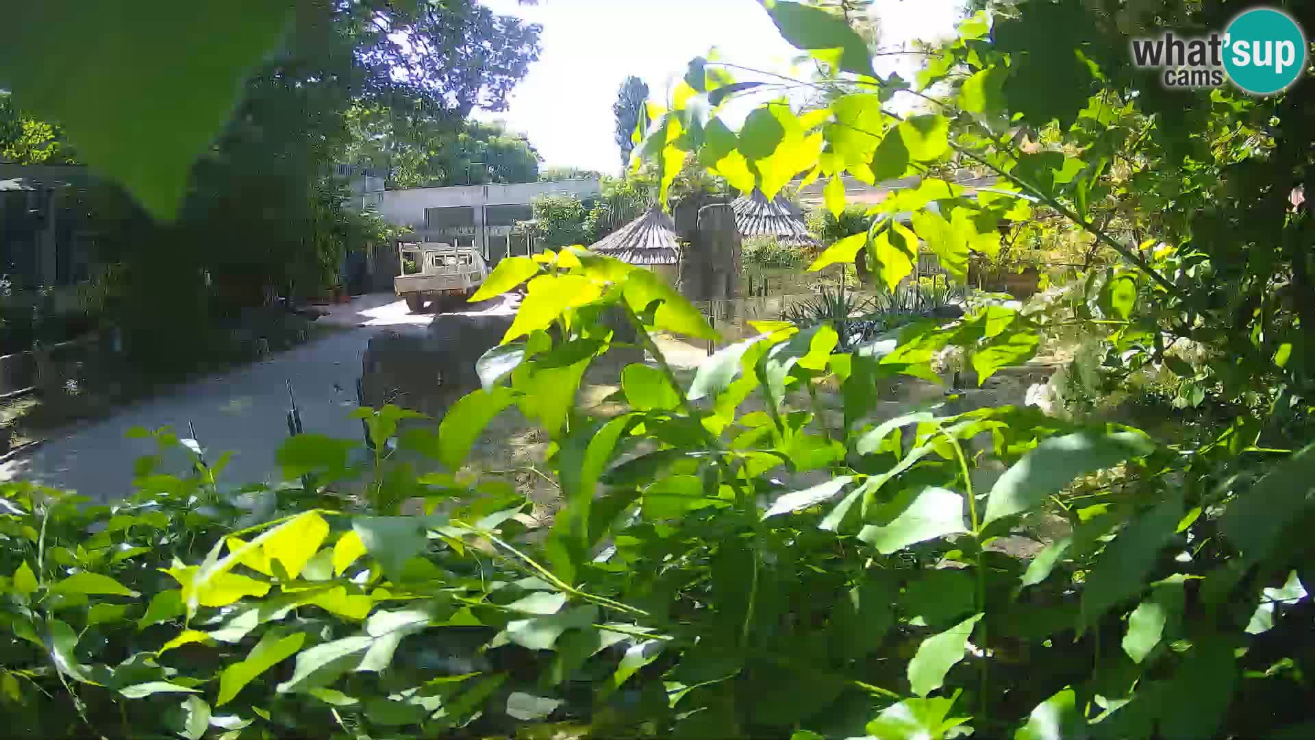 Zoo Zagreb – Merkat