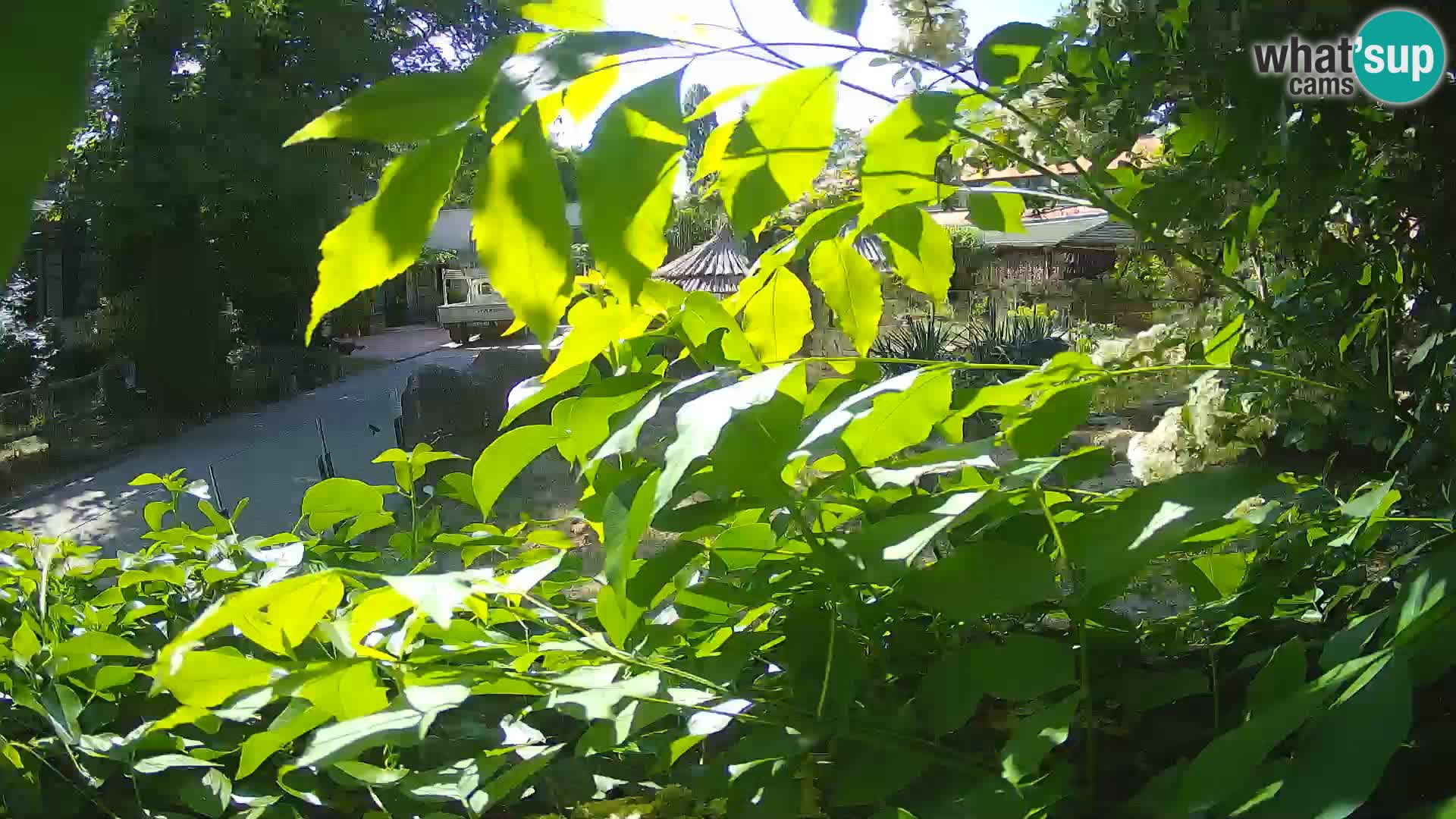 Zoo Zagreb – Merkat