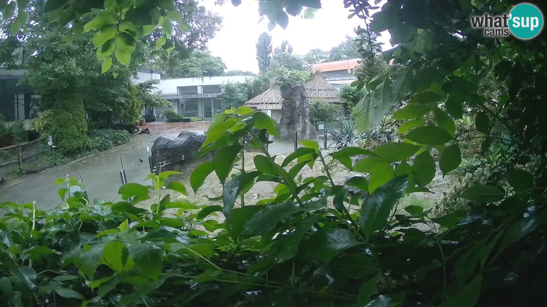 Zoo Zagreb – Suricata