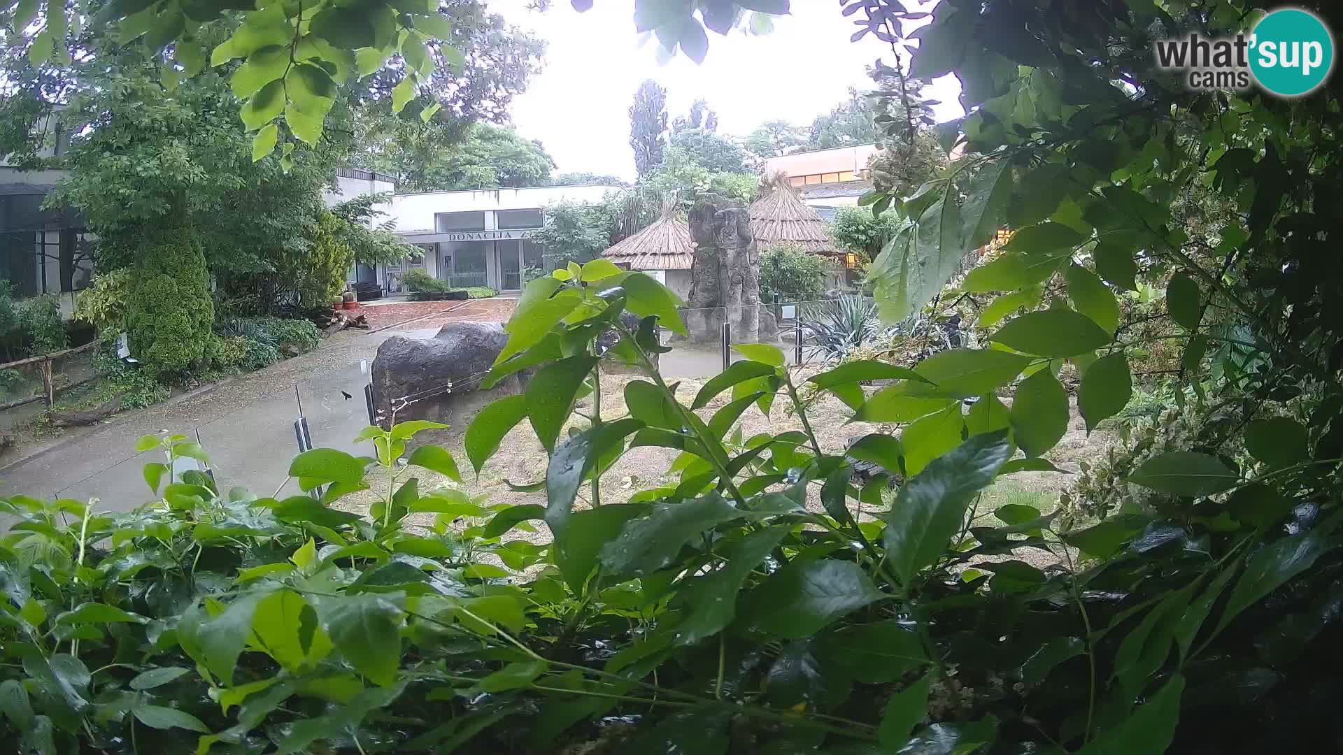 Zoo Zagreb – Meerkat (Suricate)