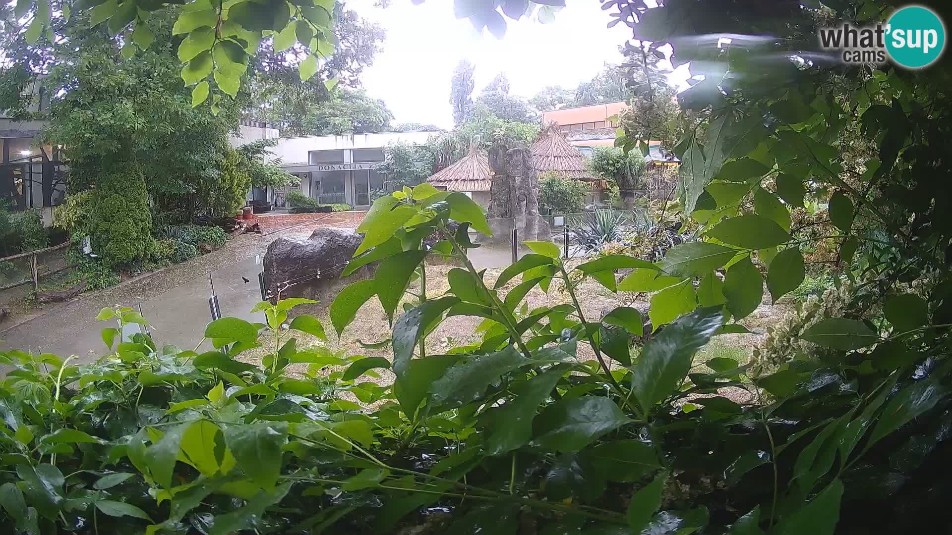 Zoo Zagreb – Merkat