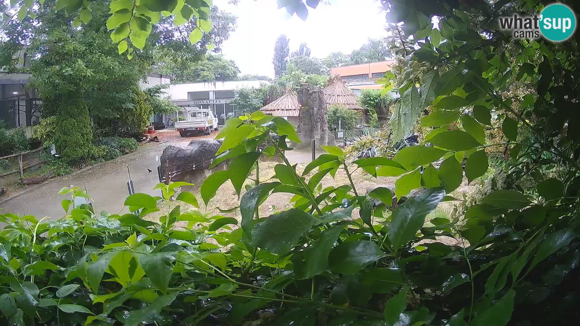 Zoo Zagreb – Merkat