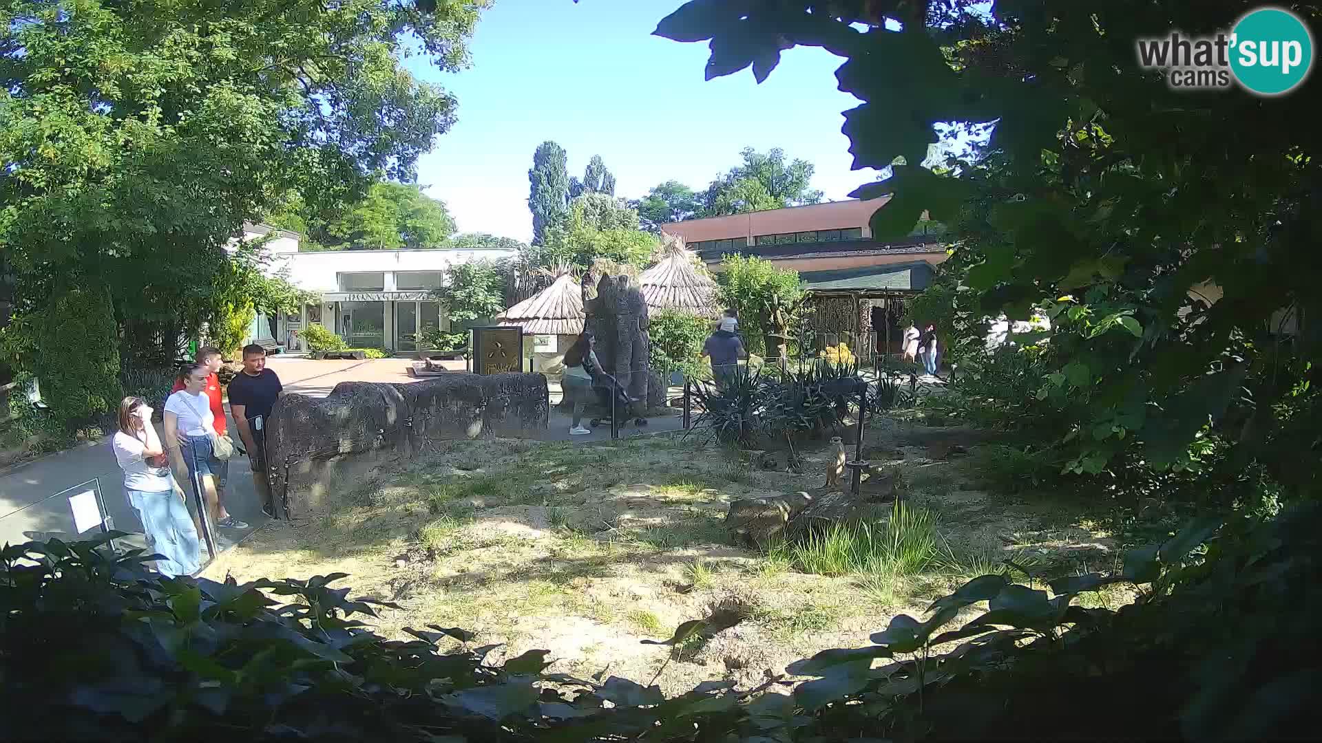 Zoo Zagreb – Surikate