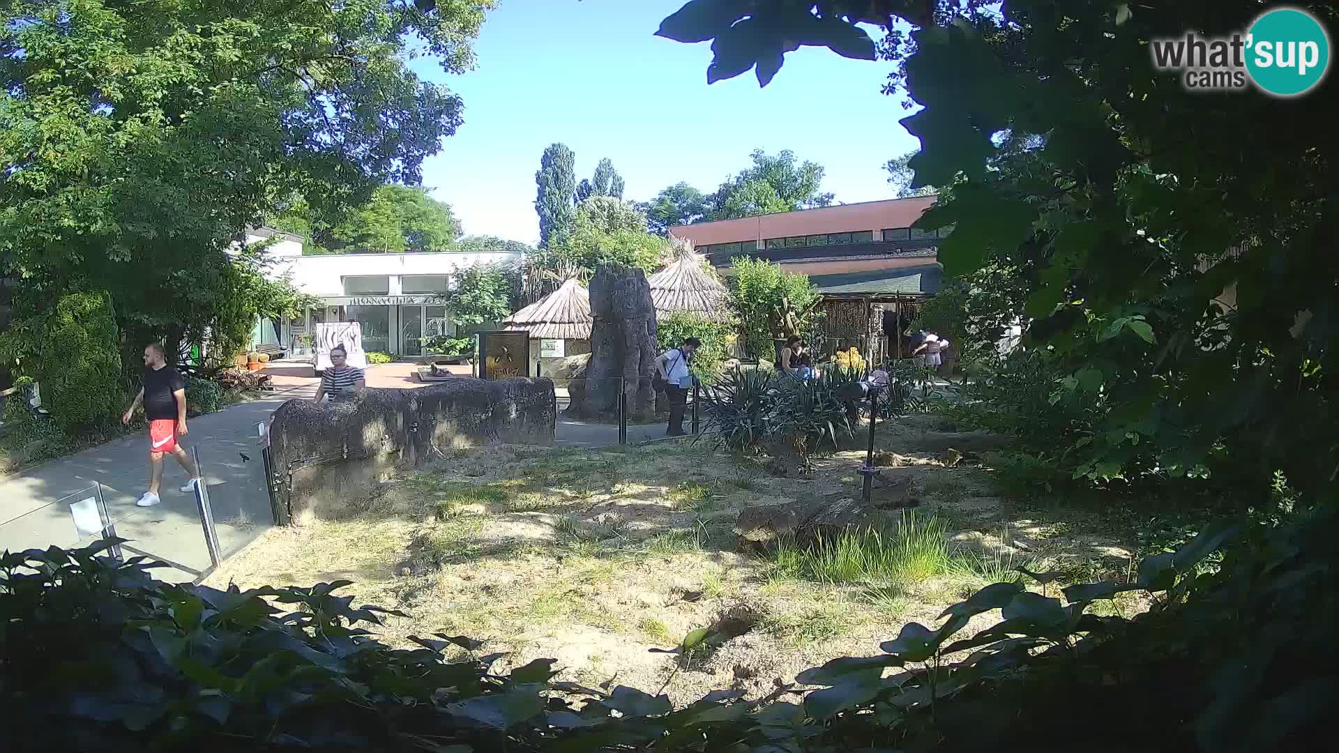 Zoo Zagreb – Suricata