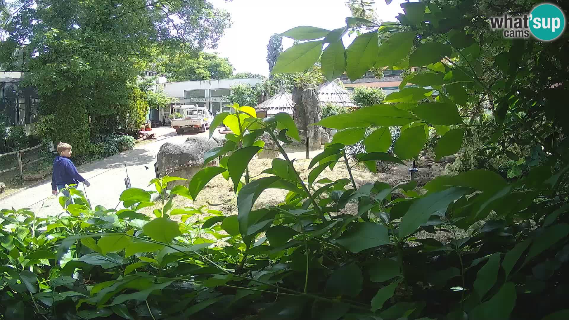 Zoo Zagreb – Merkat