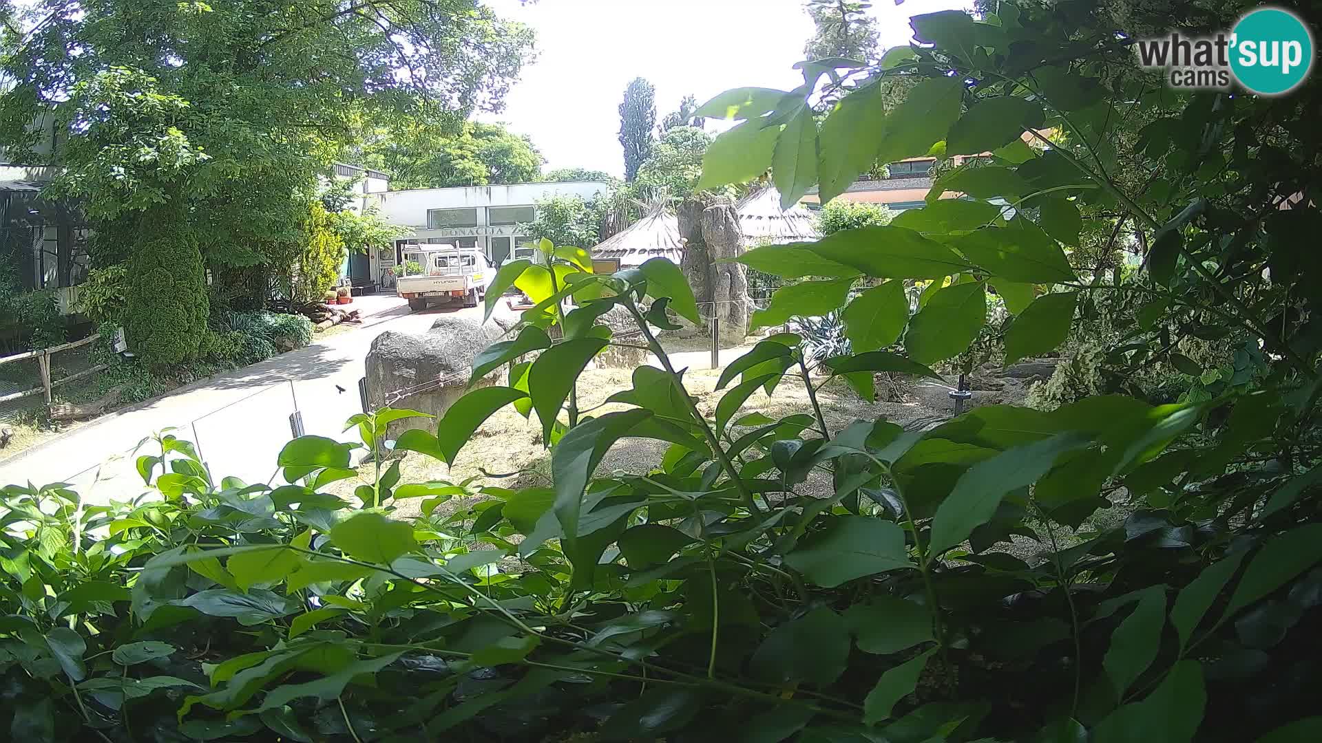 Zoo Zagreb – Meerkat (Suricate)