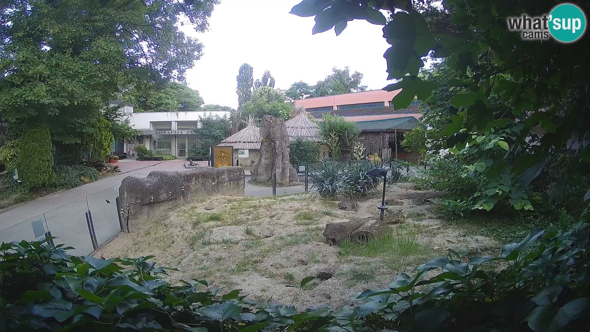 Zoo Zagreb – Suricata