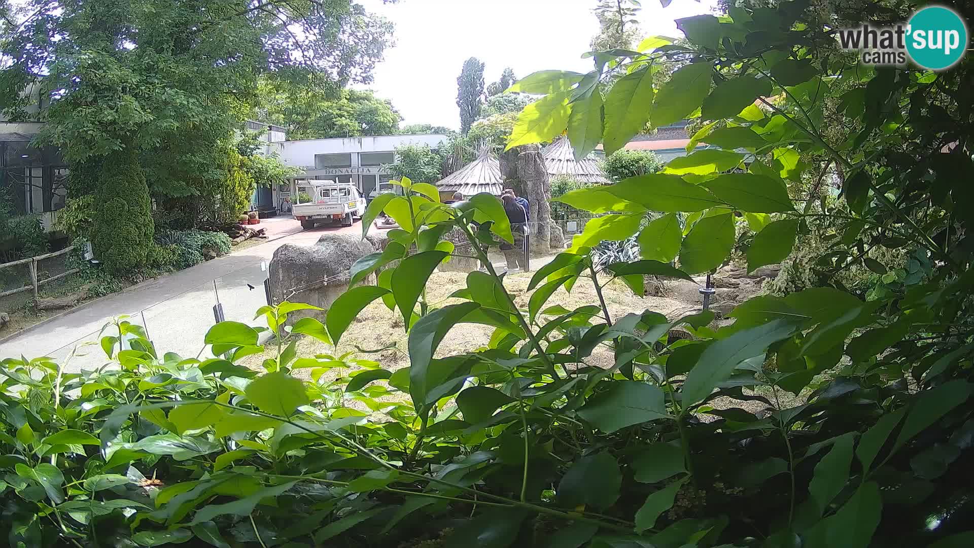 Zoo Zagreb – Merkat