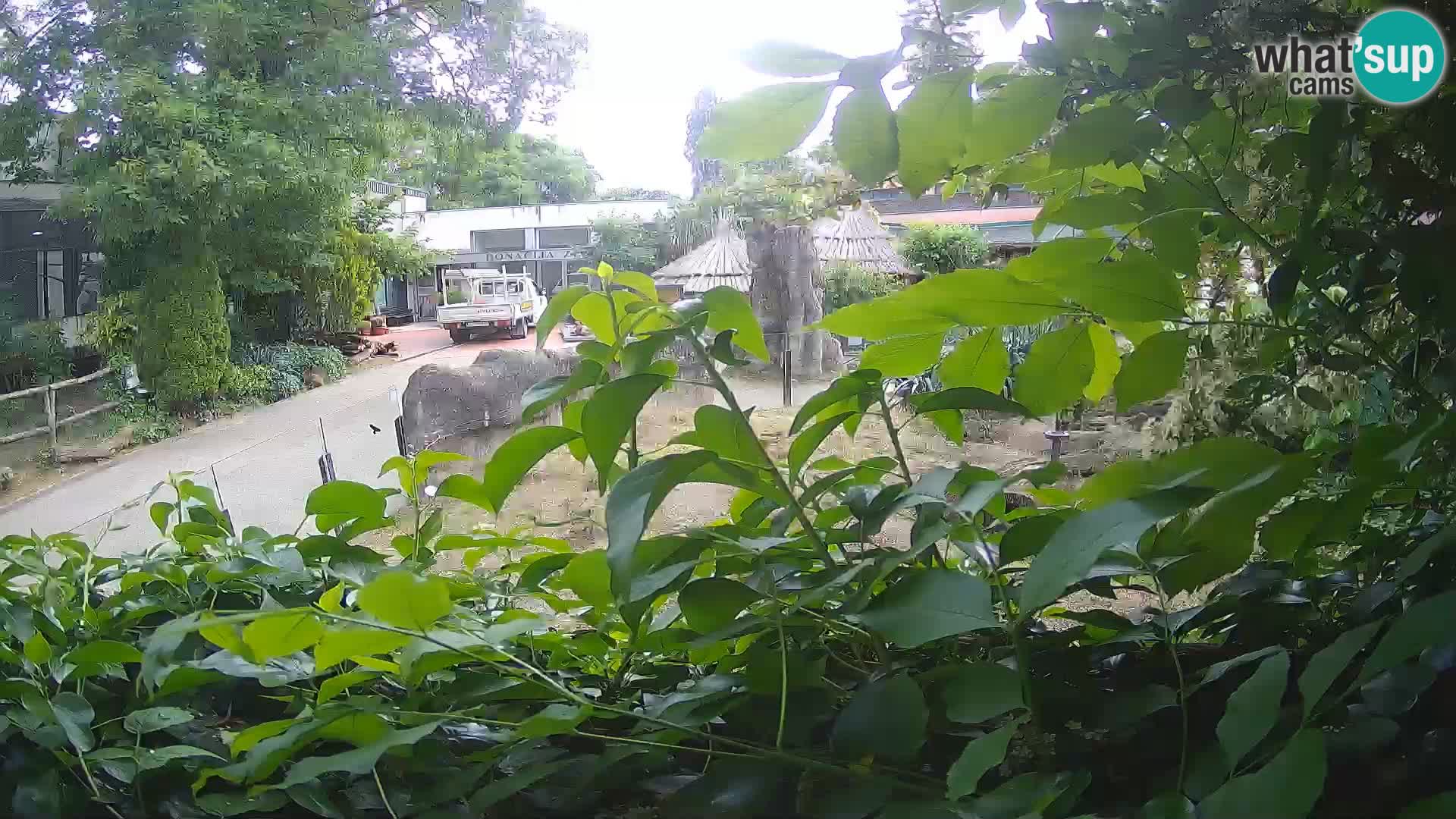 Zoo Zagreb – Suricata