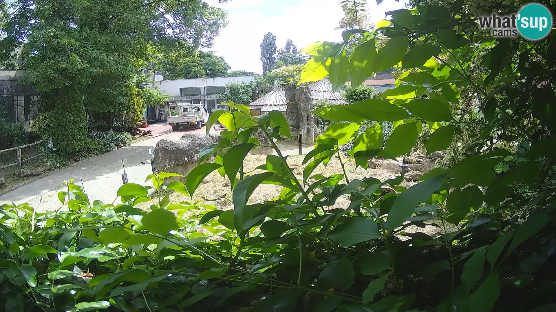 Zoo Zagreb – Suricata