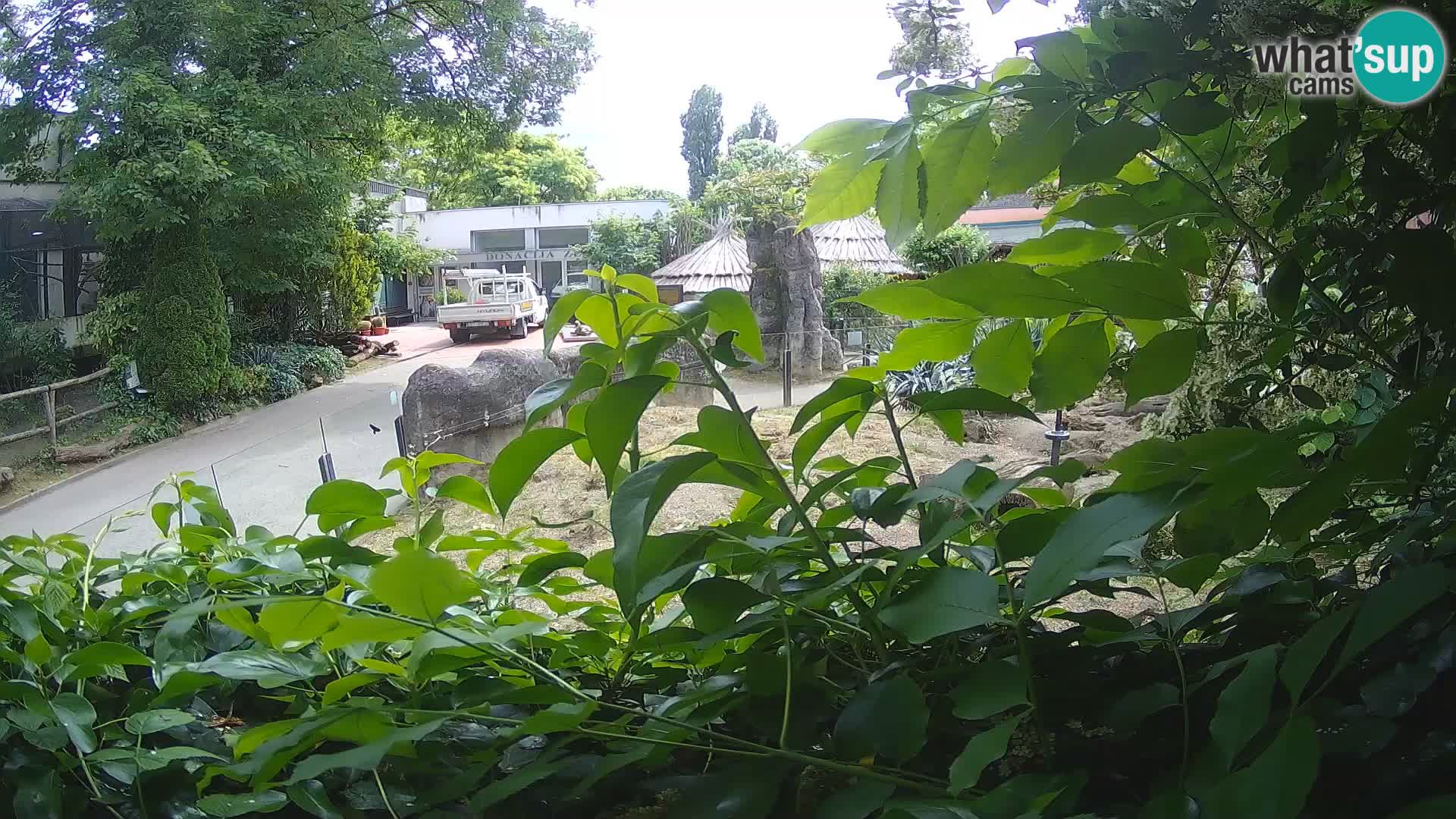 Zoo Zagreb – Meerkat (Suricate)