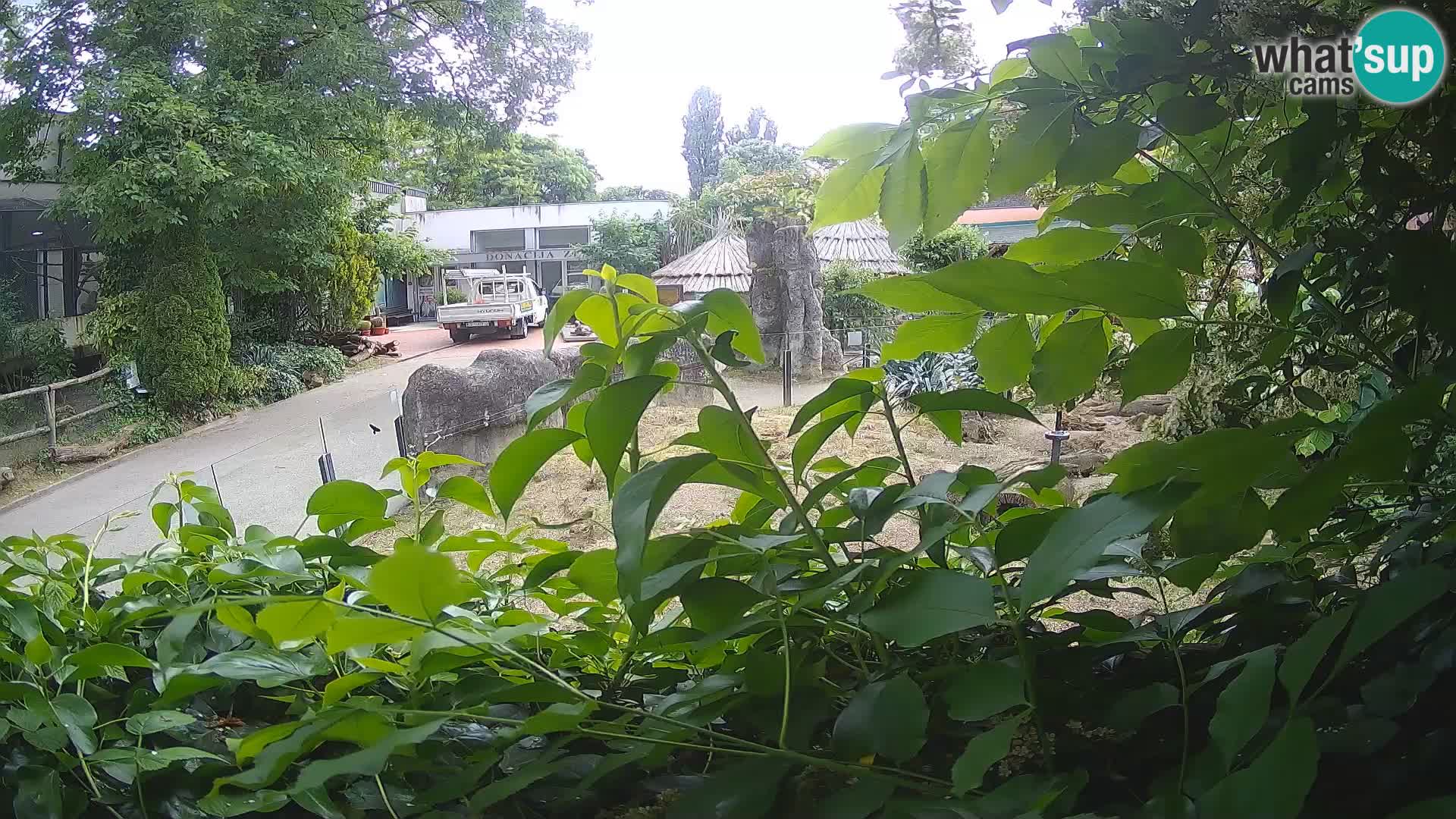 Zoo Zagreb – Suricate
