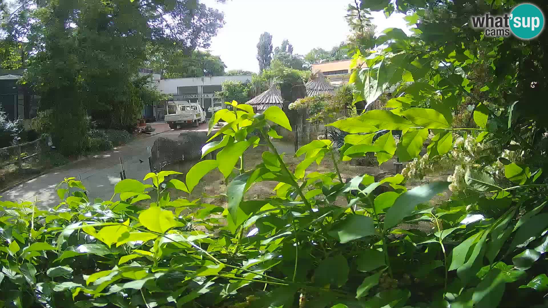 Zoo Zagreb – Merkat