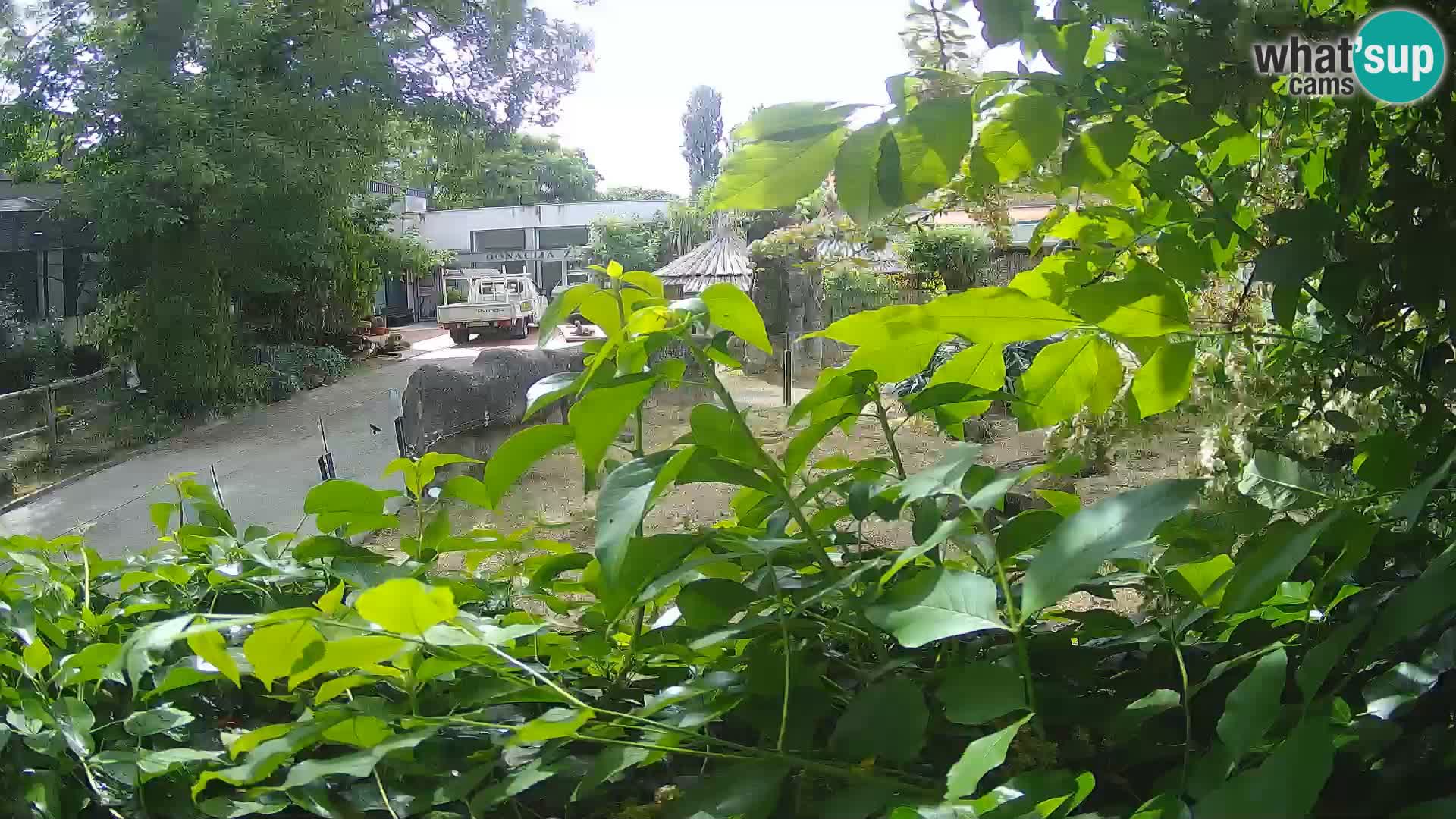 Zoo Zagreb – Surikate