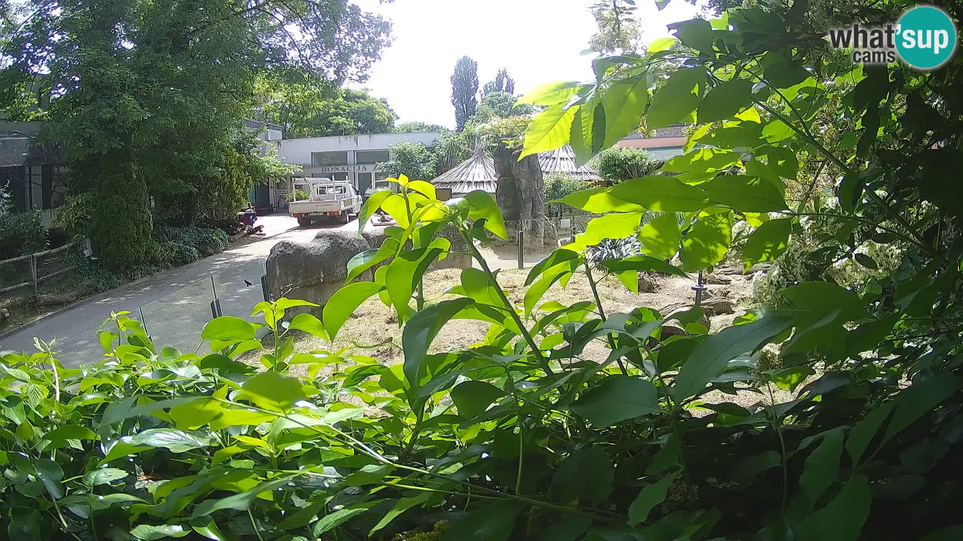 Zoo Zagreb – Meerkat (Suricate)