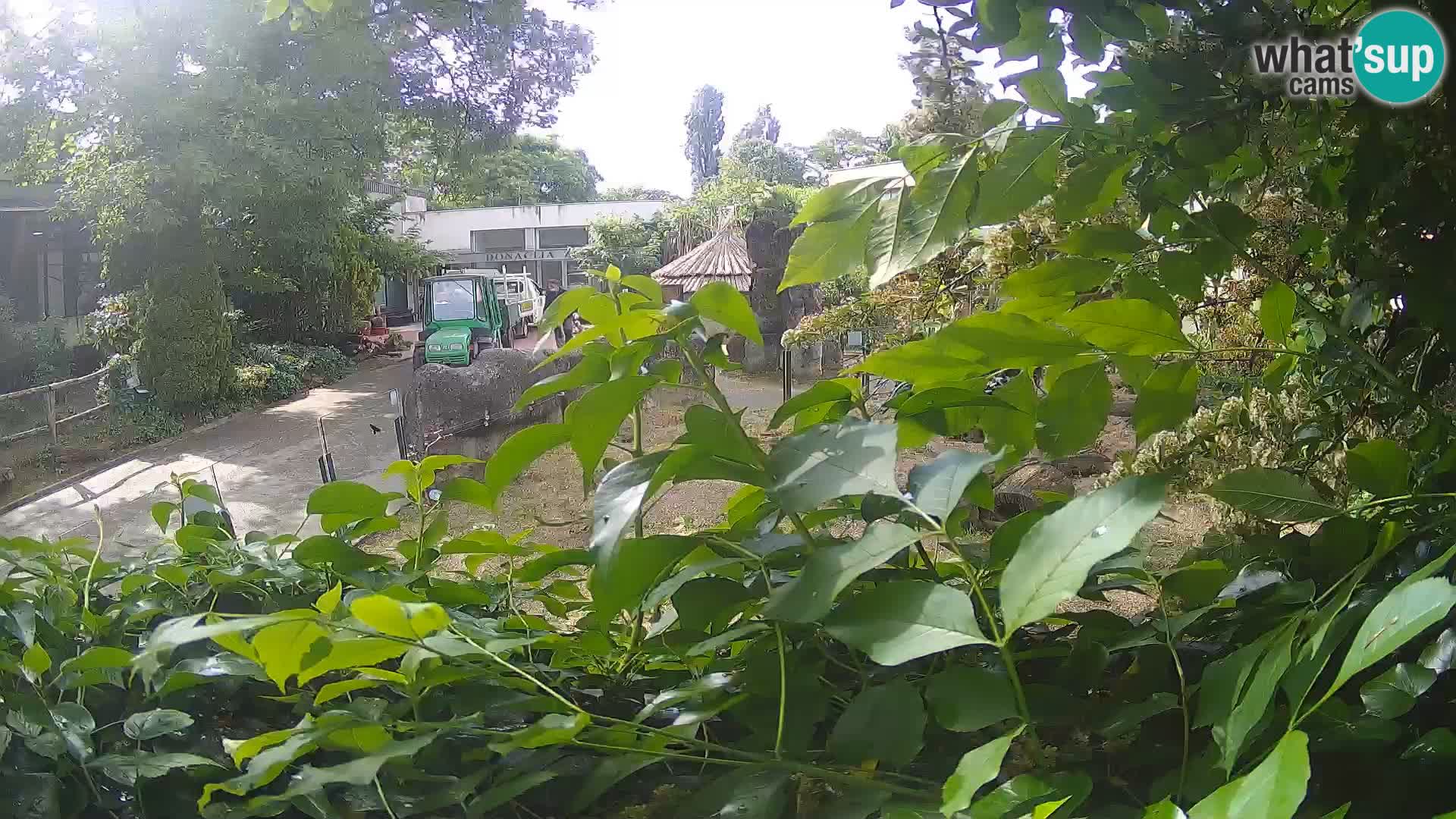 Zoo Zagreb – Merkat