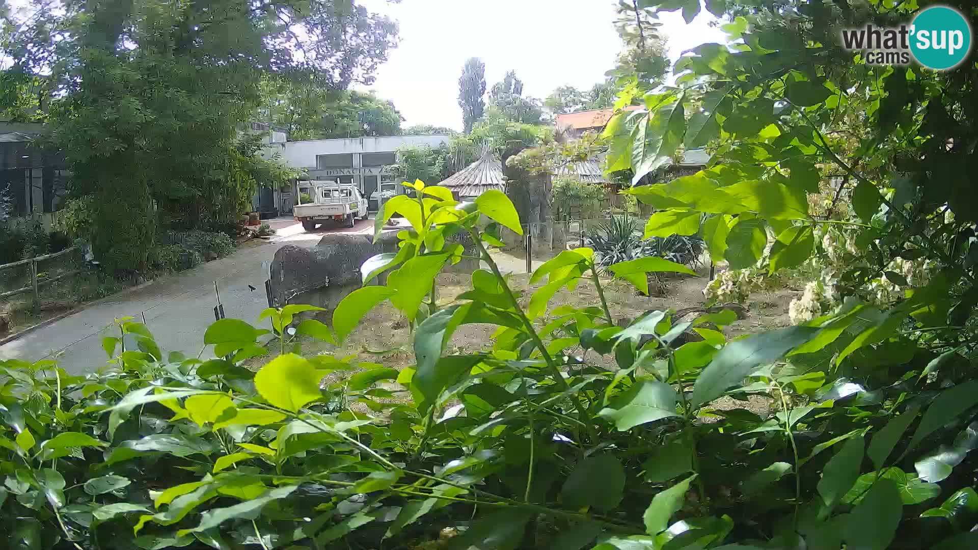 Zoo Zagreb – Suricata