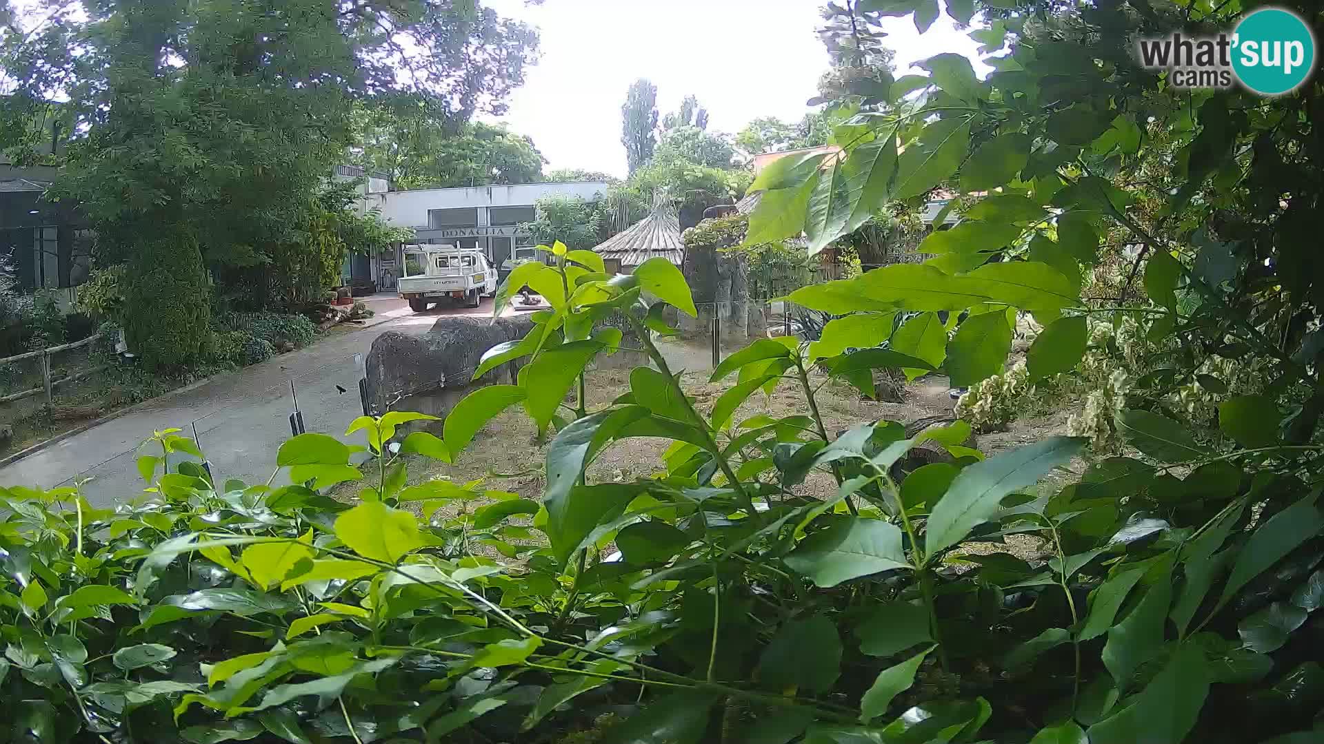 Zoo Zagreb – Meerkat (Suricate)
