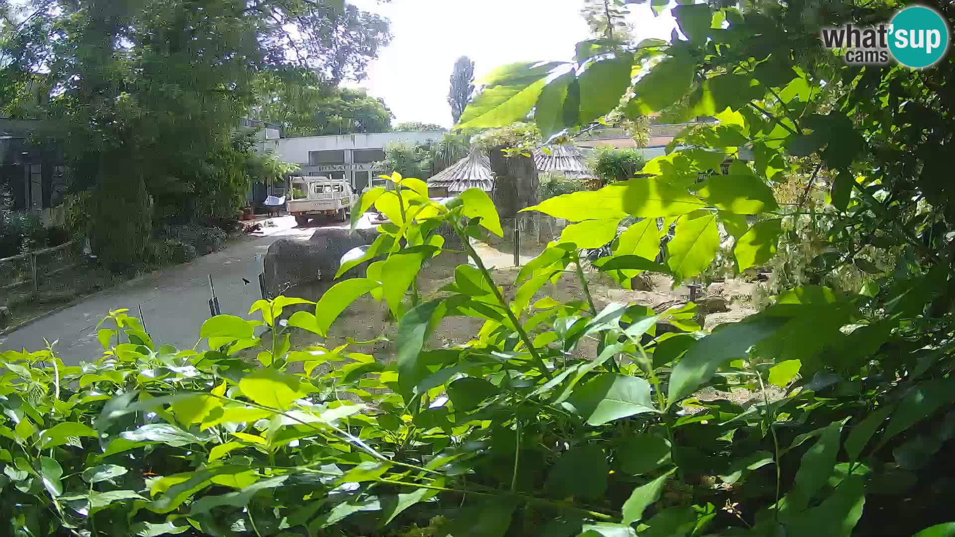 Zoo Zagreb – Merkat