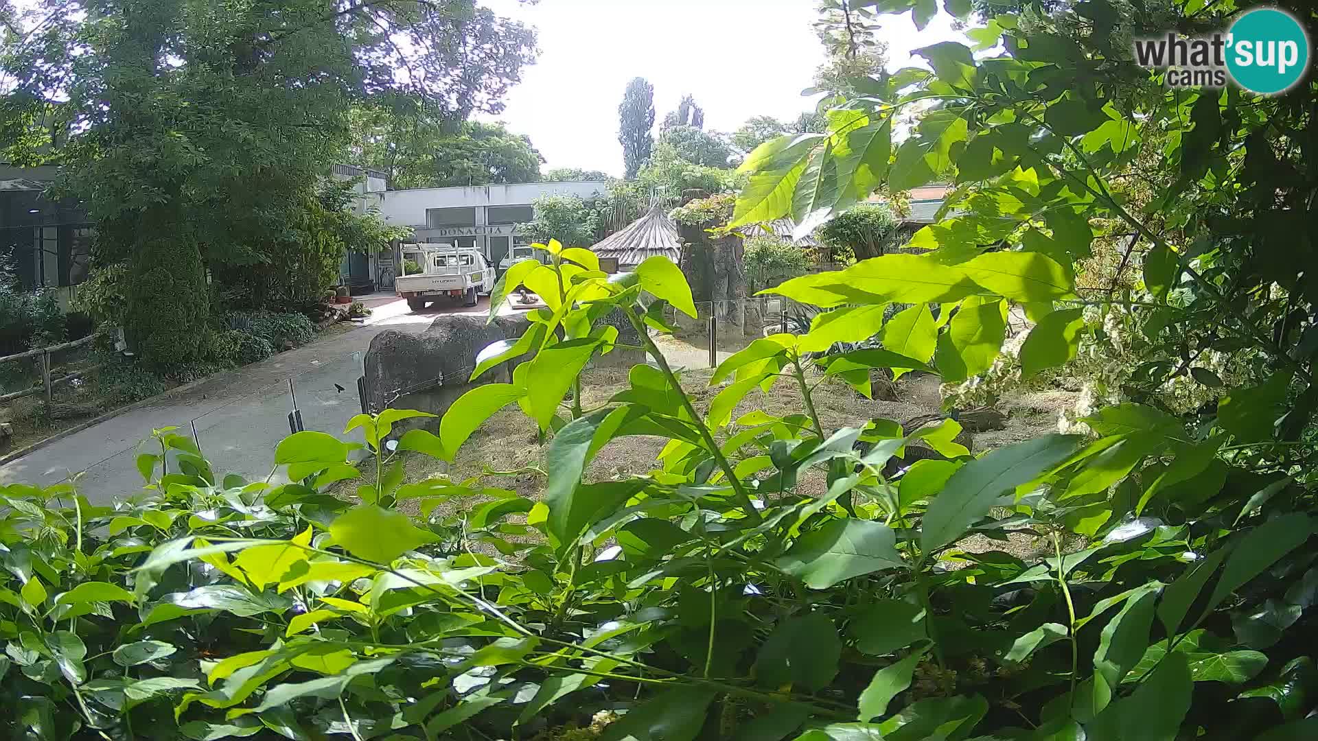 Zoo Zagreb – Merkat