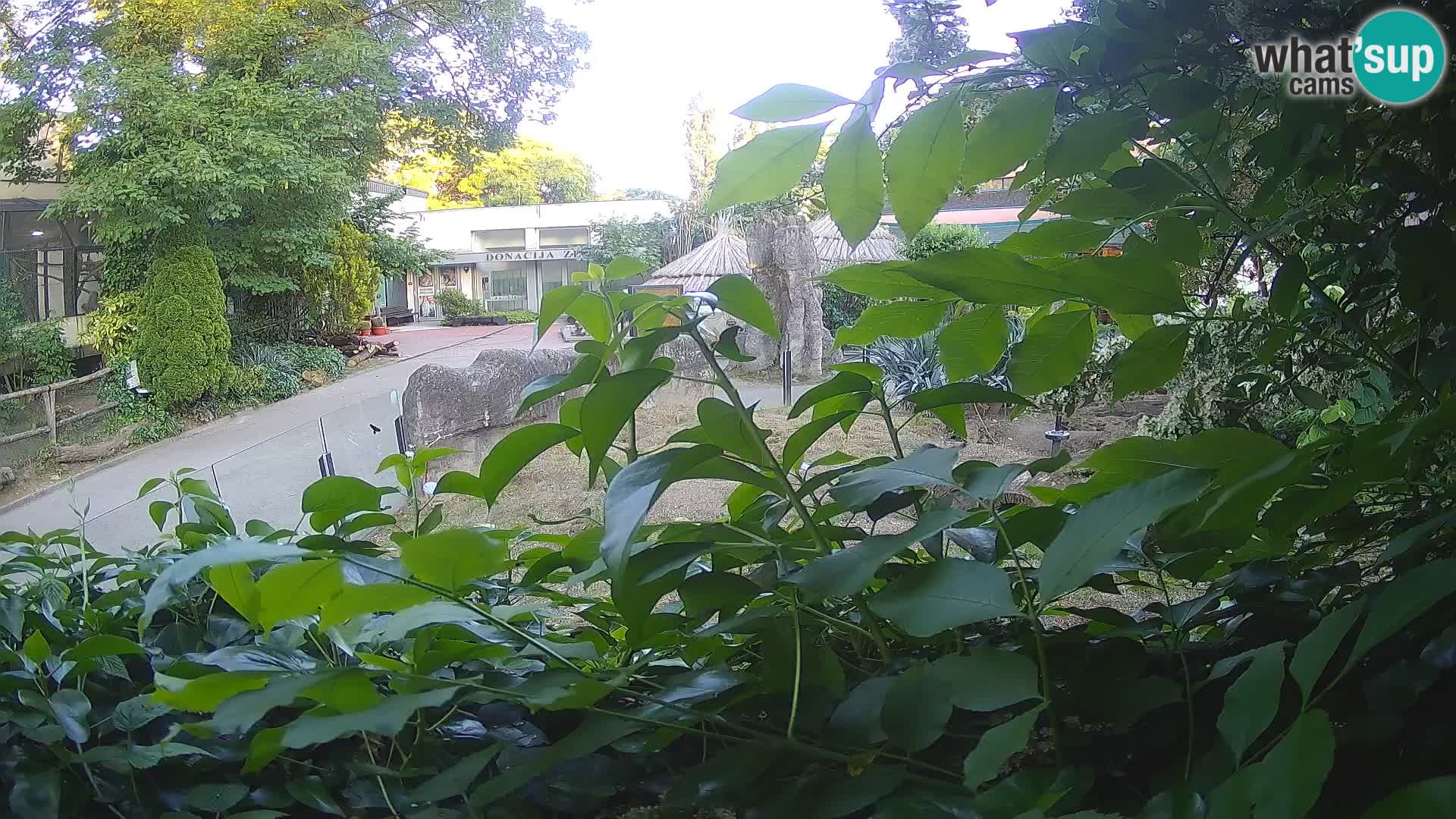 Zoo Zagreb – Suricata