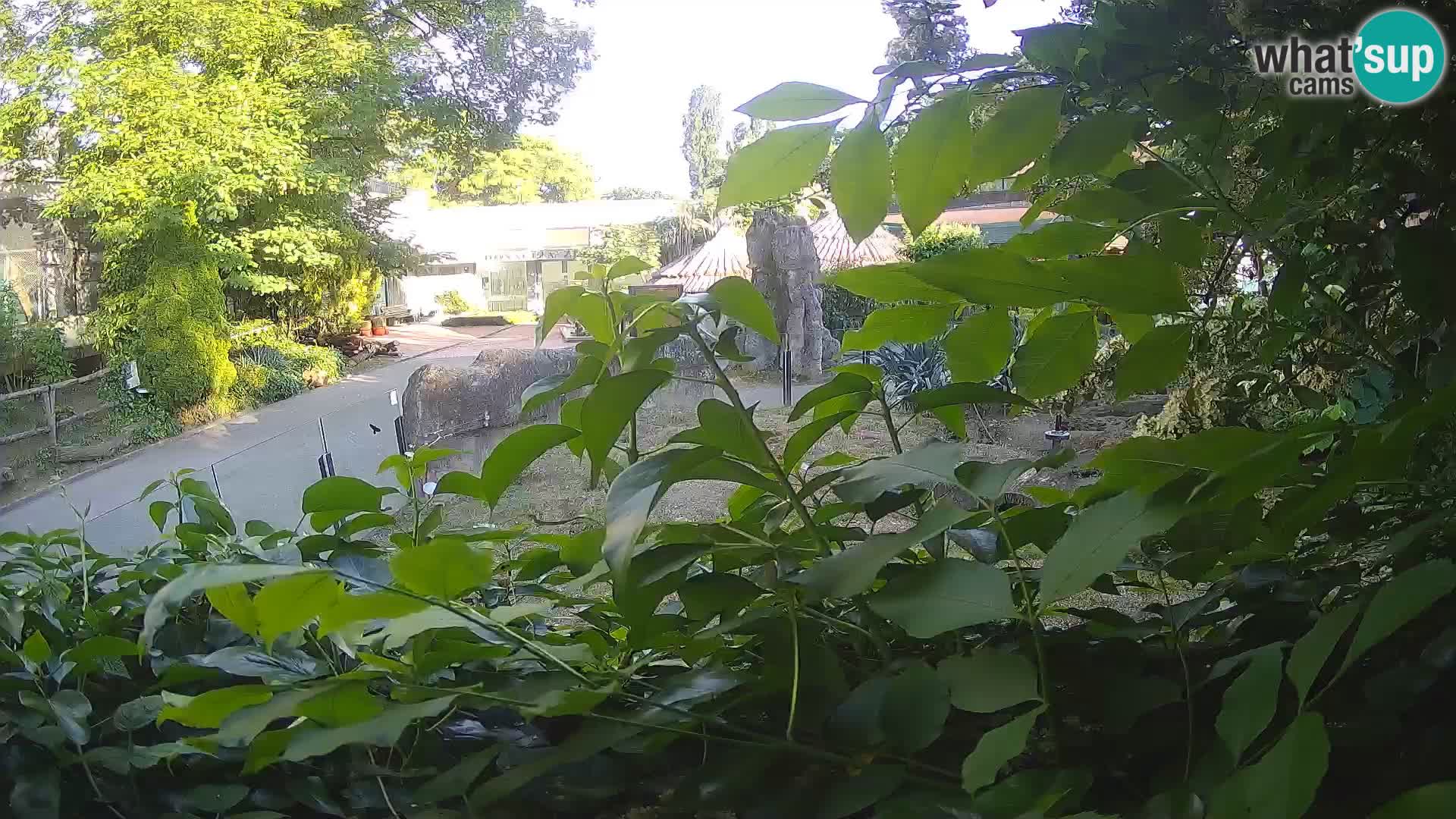 Zoo Zagreb – Merkat