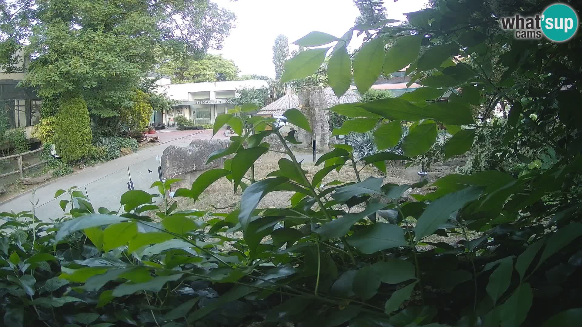 Zoo Zagreb – Meerkat (Suricate)