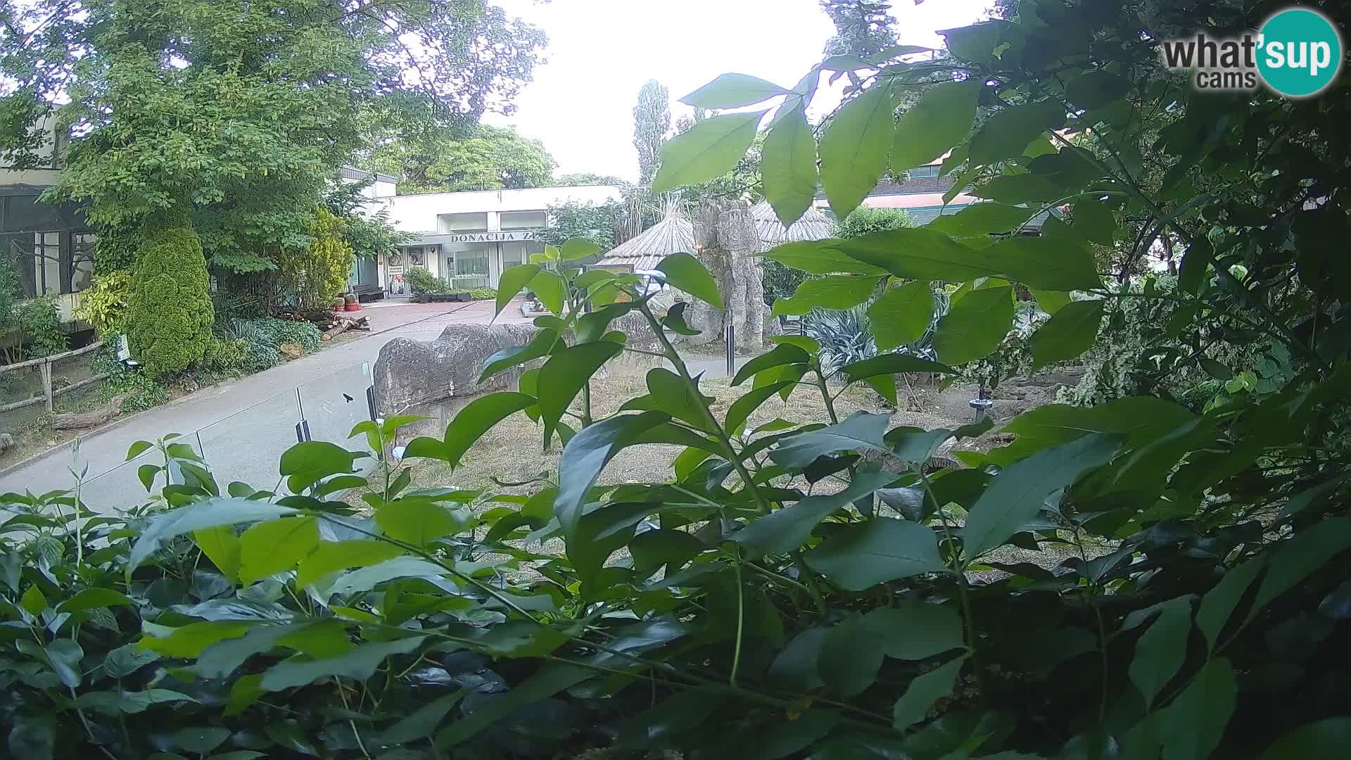 Zoo Zagreb – Surikate